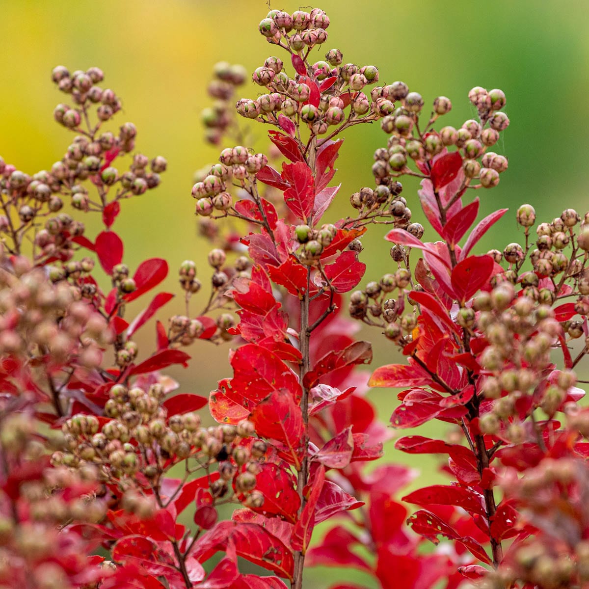 Spring Hill Nurseries 89652 shrubs - View #3