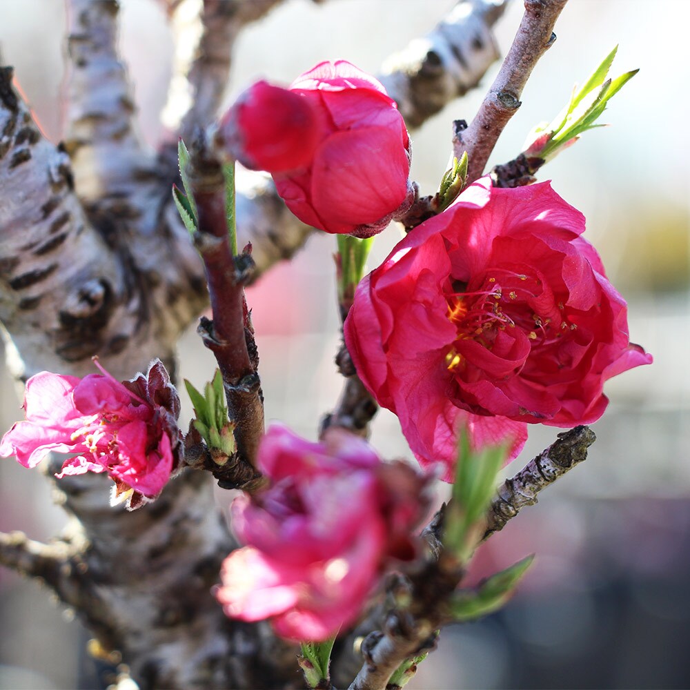Brighter Blooms 11666 Fruit-Plants - View #2