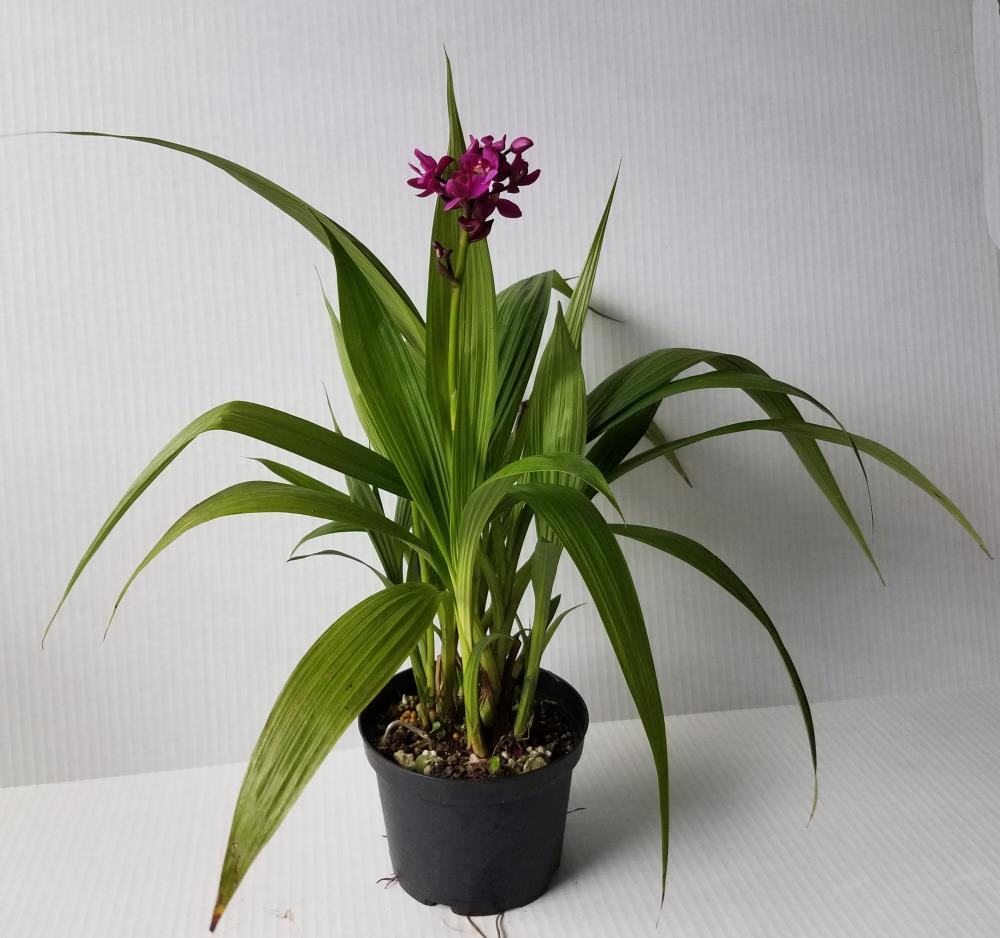 Mountain Orchid in 2.3-Gallon (s) Pot in the Tropical Plants department at