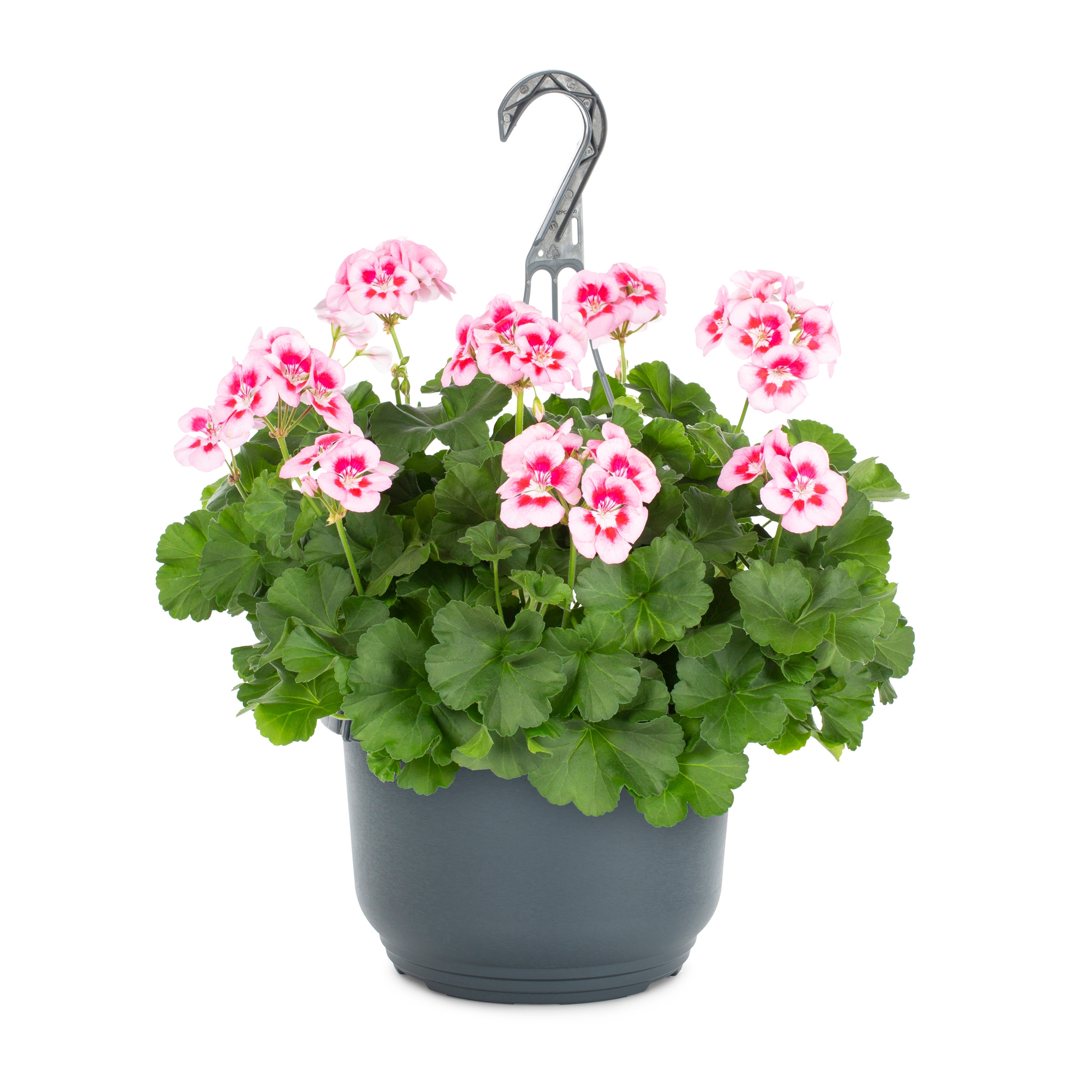 Lowe's NURSERY annuals - View #5