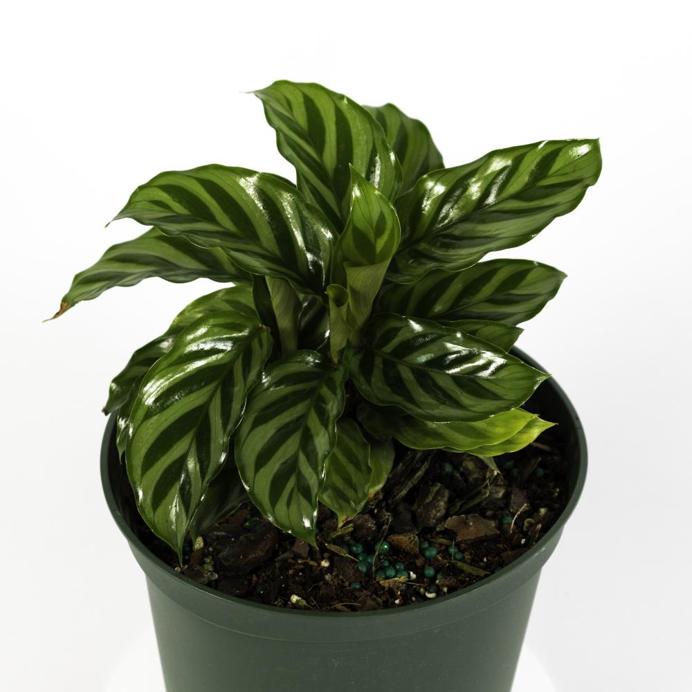 TropicalPlants.com ANCCAFREDGRP06 6-in Freddie Calathea in Plastic Pot