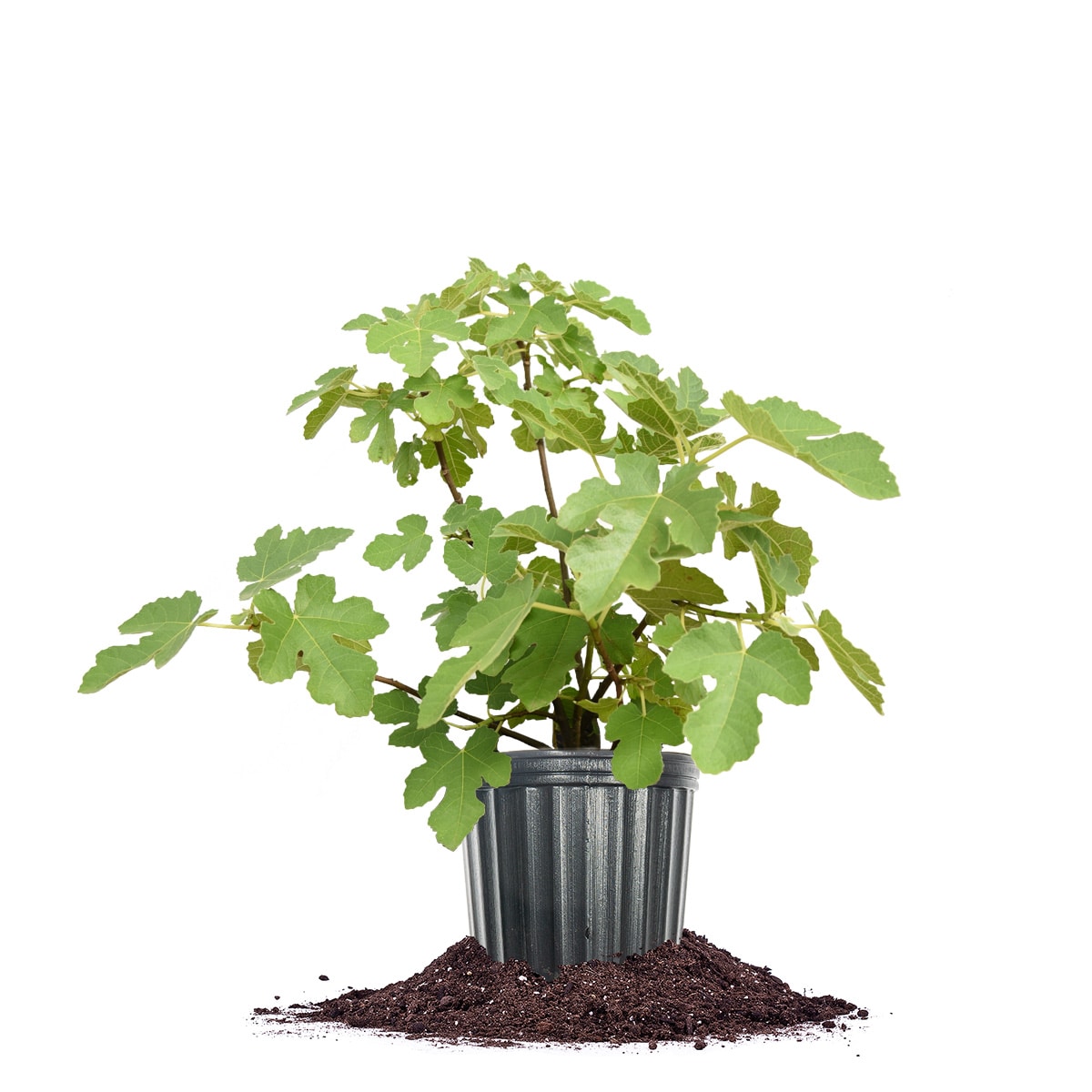 Perfect Plants LOCHICAGOHARDYFIG3G 3 -Gallon Fruit Chicago Hardy Fig In pot (with soil)