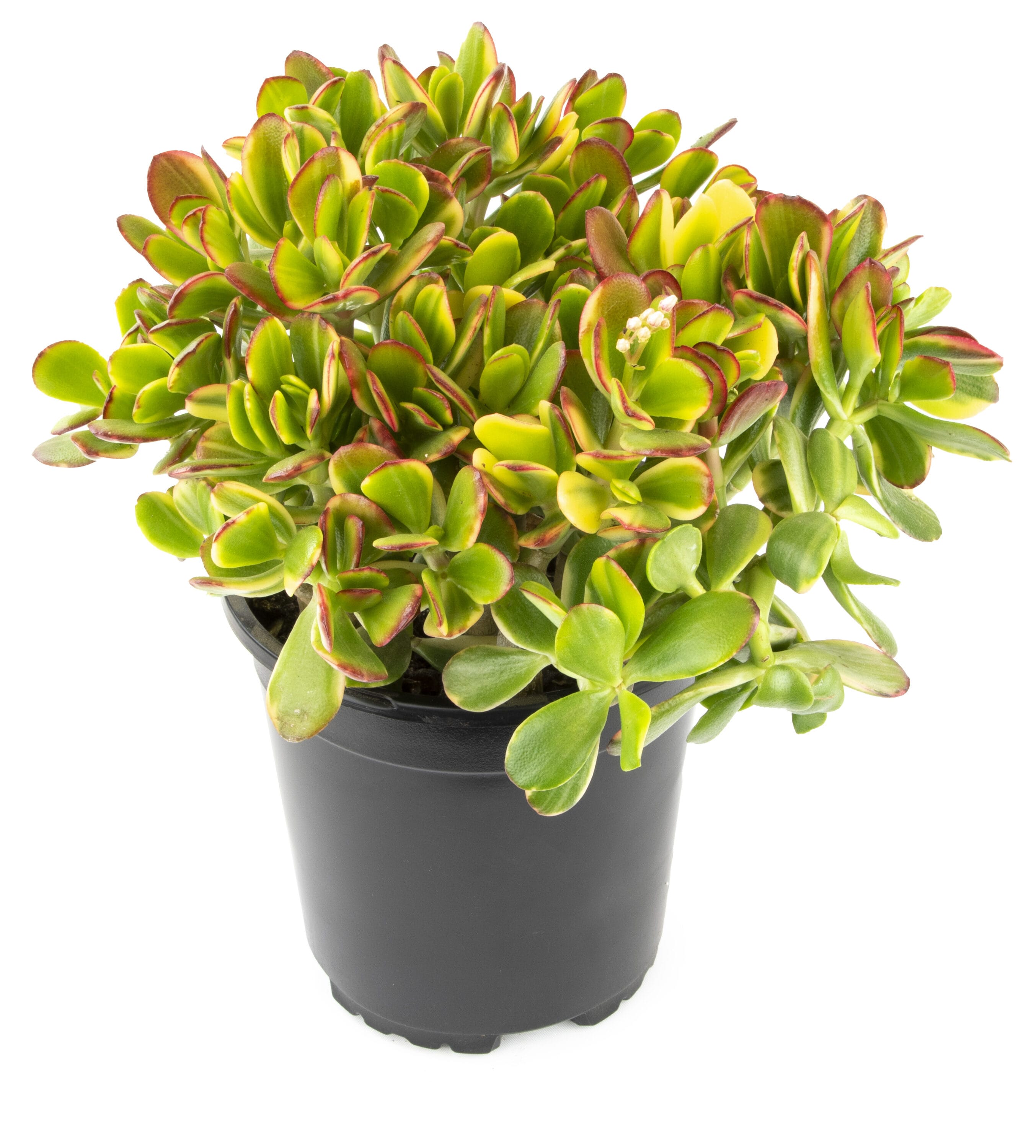 Altman Plants 0880124 1.0 -Pack Lemon lime Jade in 2.5 -Quart Pot