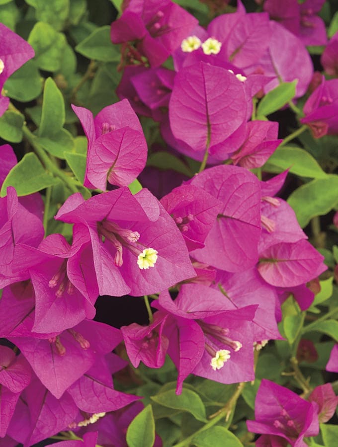 Shades of Summer NURSERY  Bougainvillea Flowering Shrub in In pot (with soil) Mixed