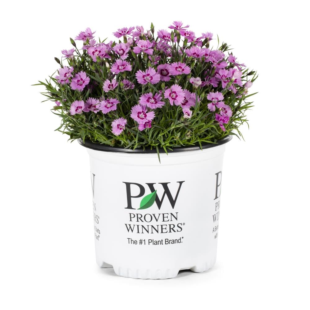 Proven Winners NURSERY Dianthus Flowering Shrub in 1.00 -Gallon Pot with Multicolor Blooms