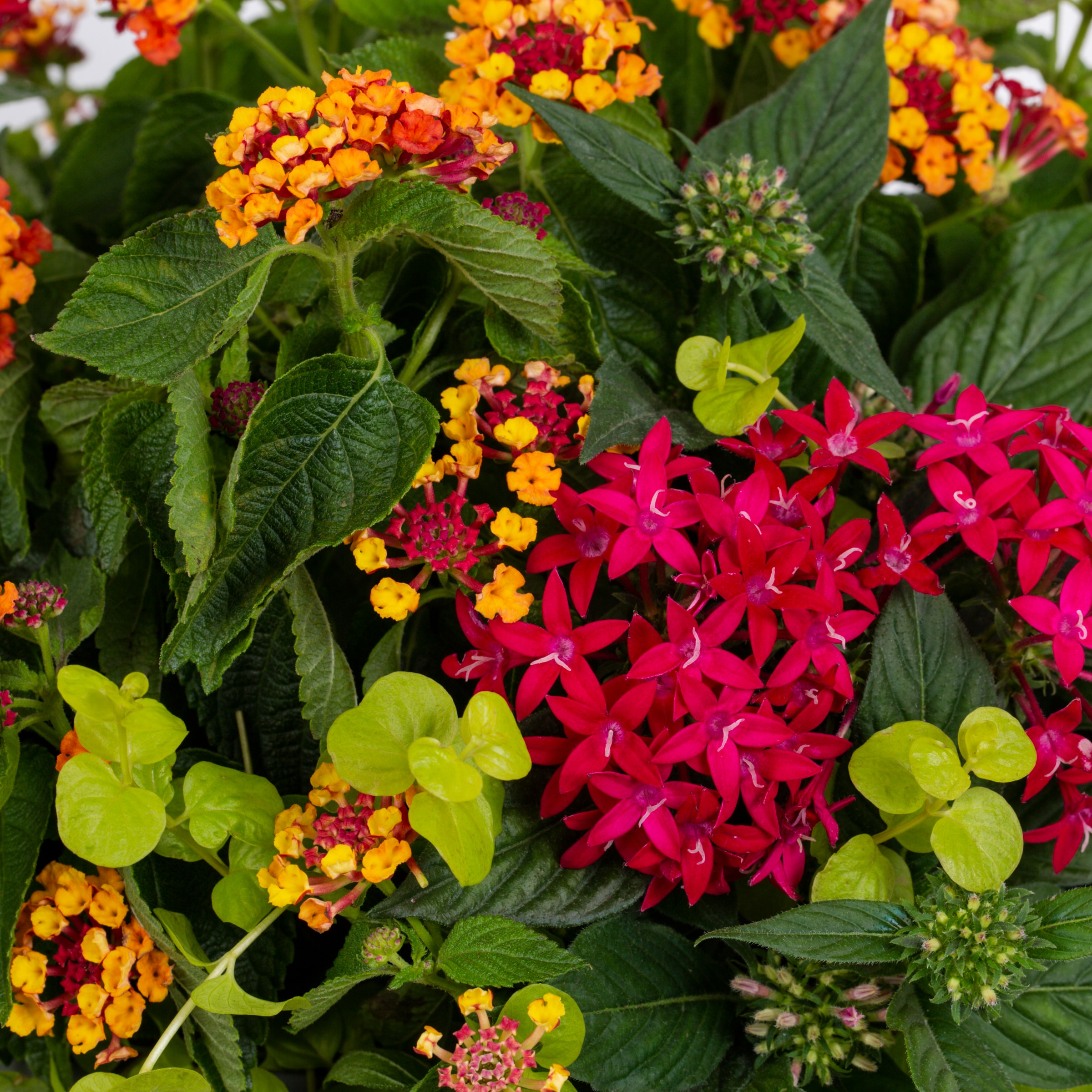Ready Refill NURSERY annuals - View #2