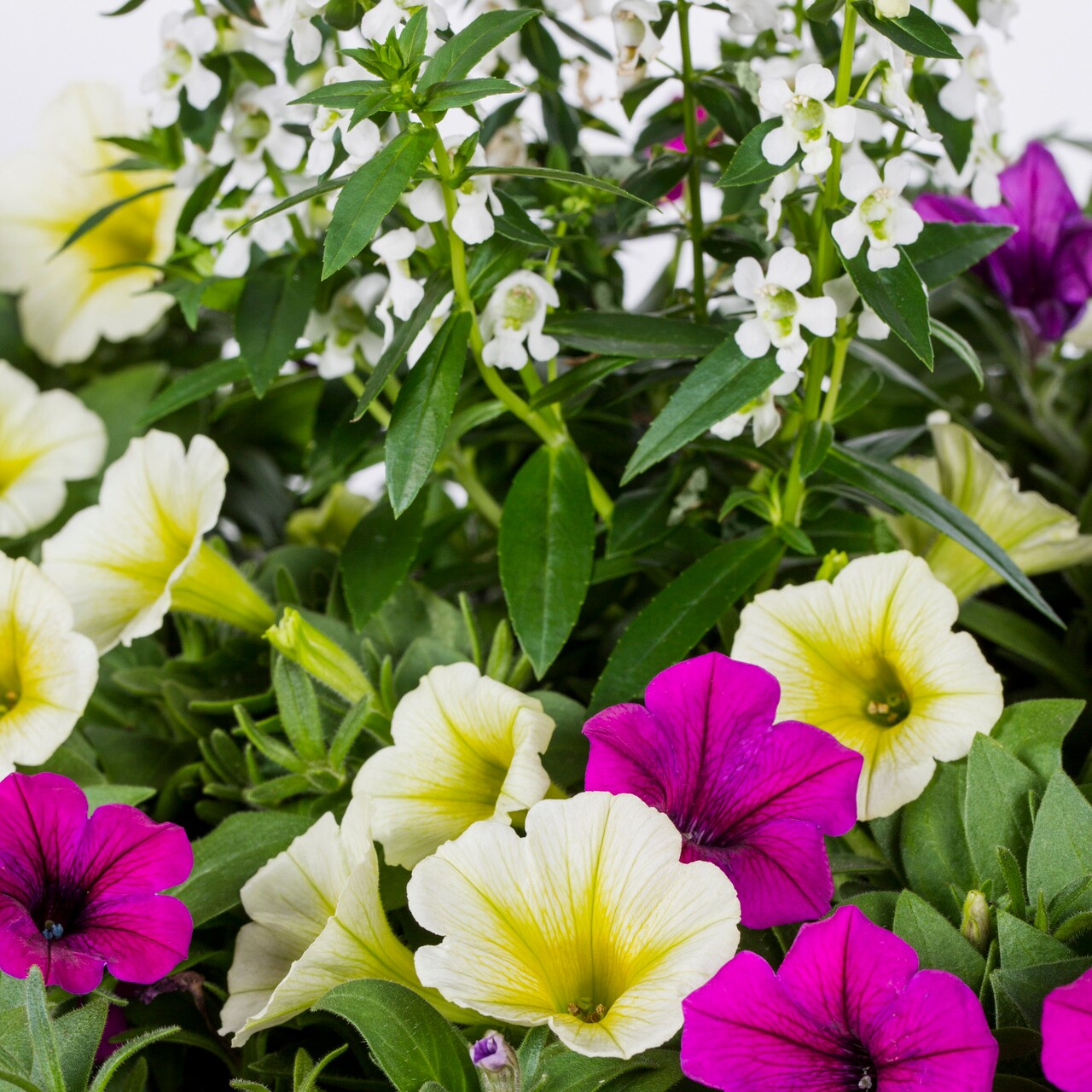 Metrolina Greenhouses 4937 annuals - View #2