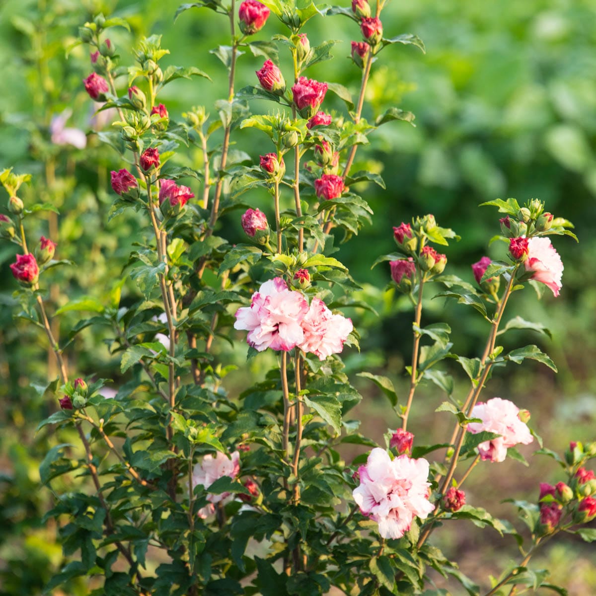 Gurney's Seed and Nursery 89503 shrubs - View #3