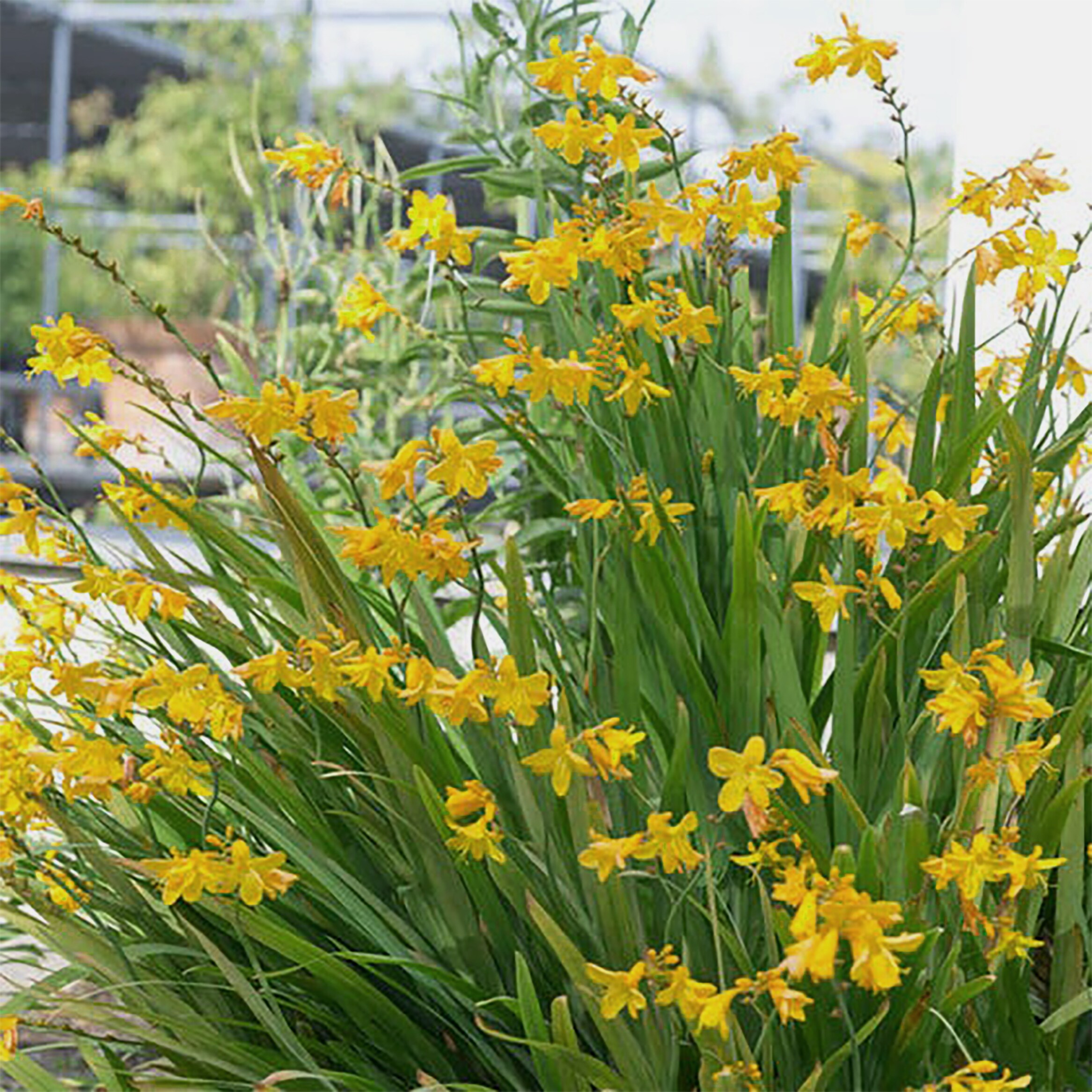  1187 perennials - View #2