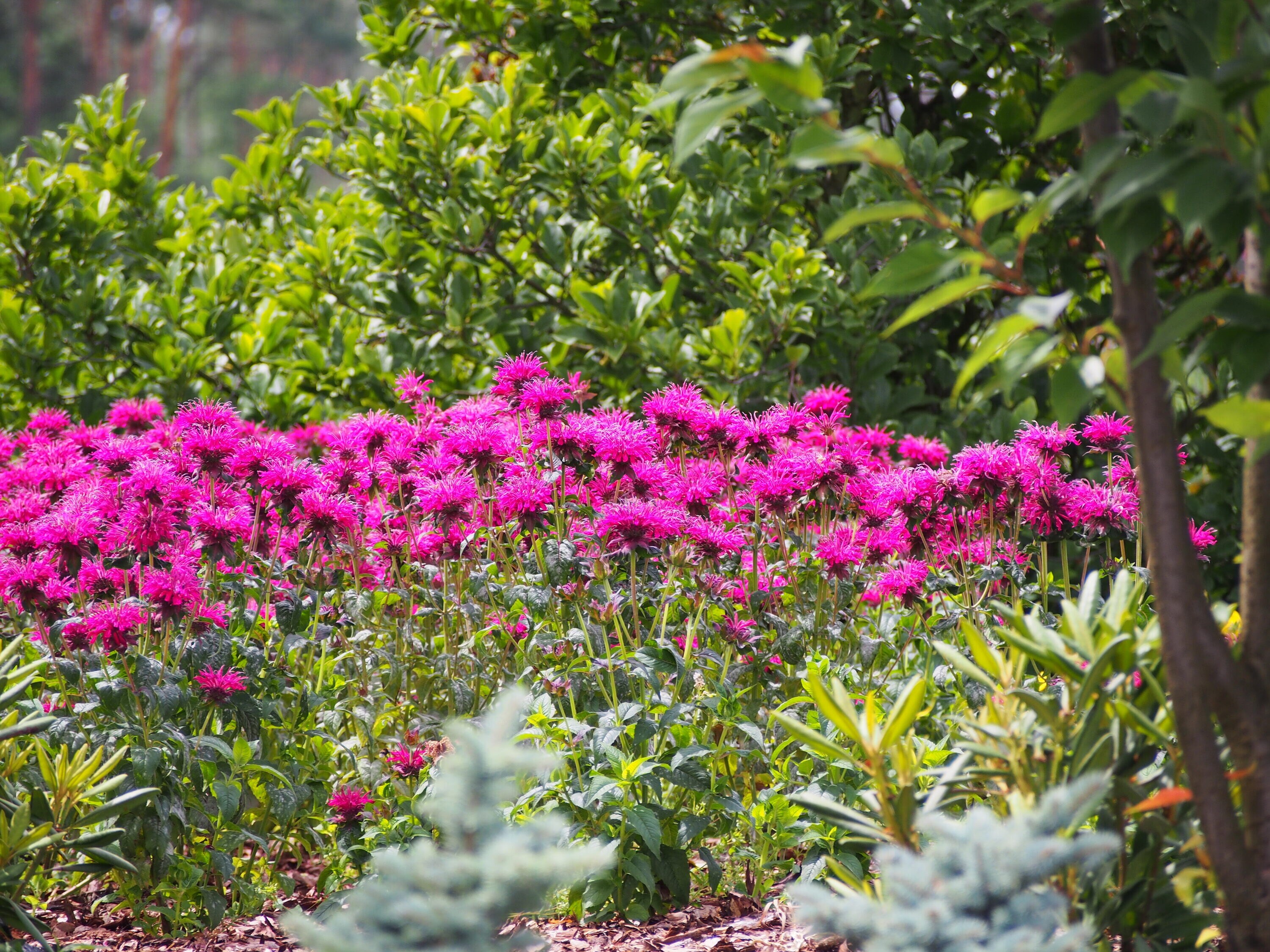 National Plant Network LW1581 perennials - View #2
