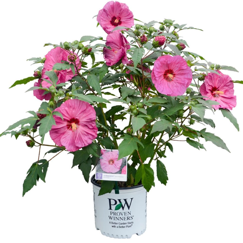 Ready Refill NURSERY annuals - View #2