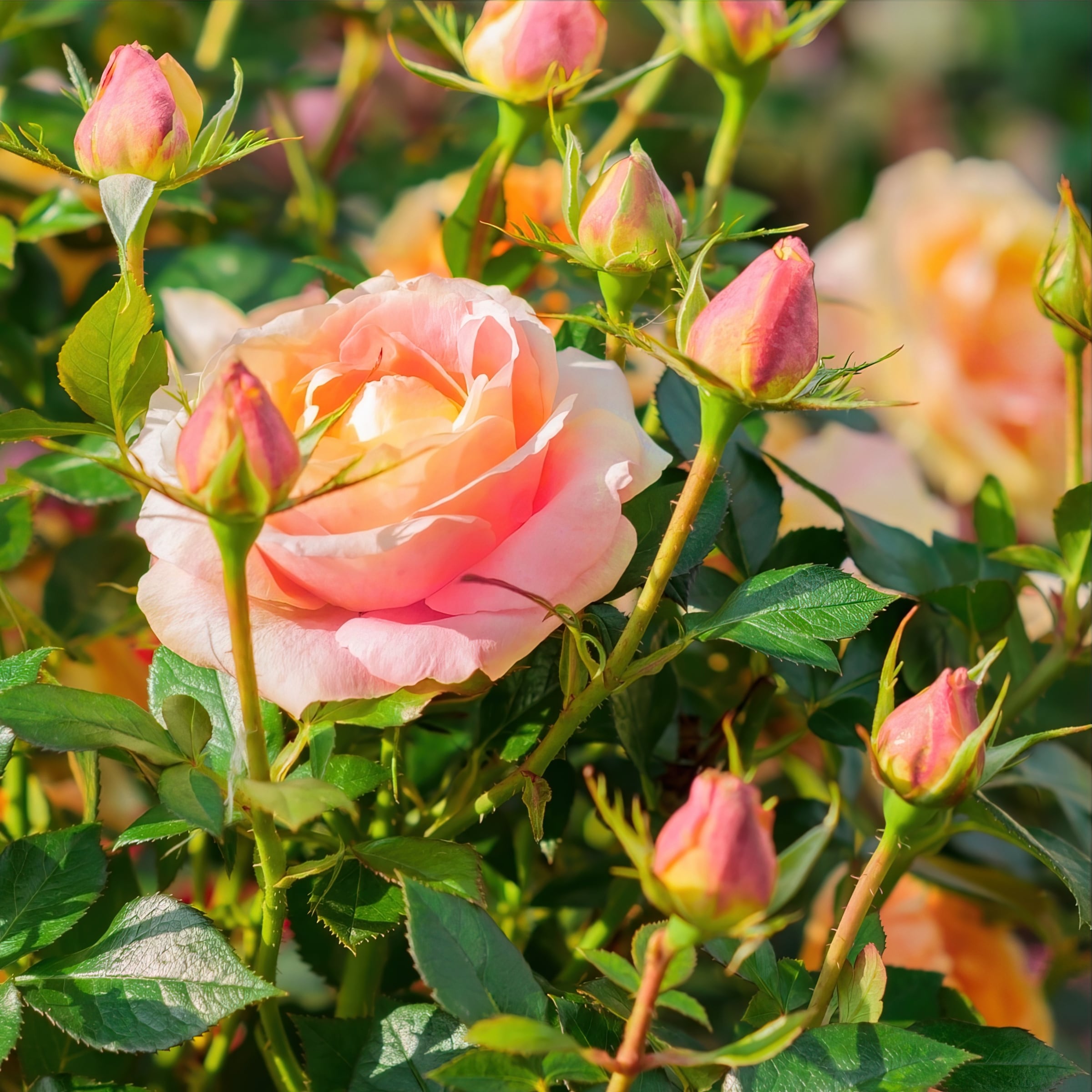 National Plant Network LW1432 roses - View #2