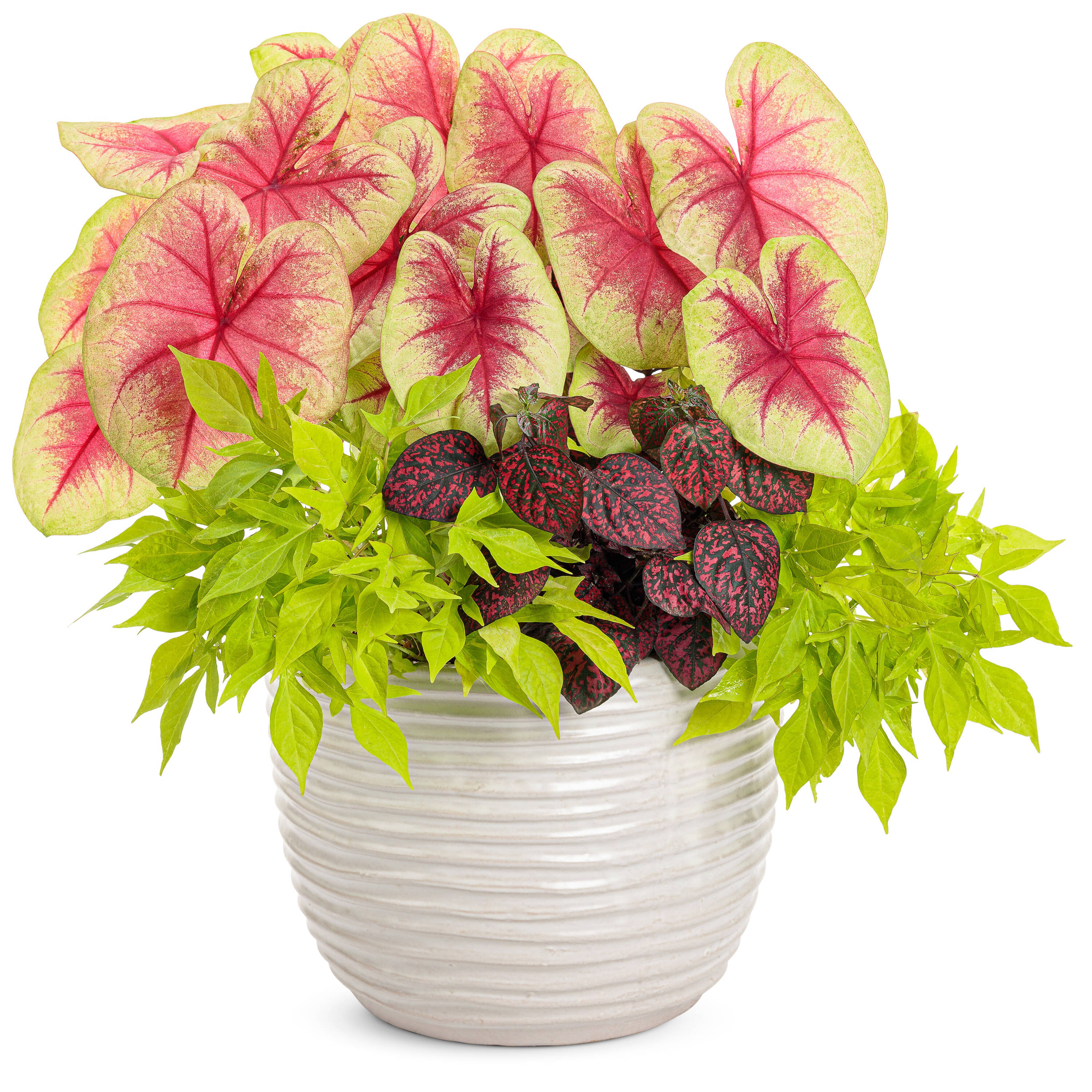Proven Winners HYPPRW0027504 annuals - View #3
