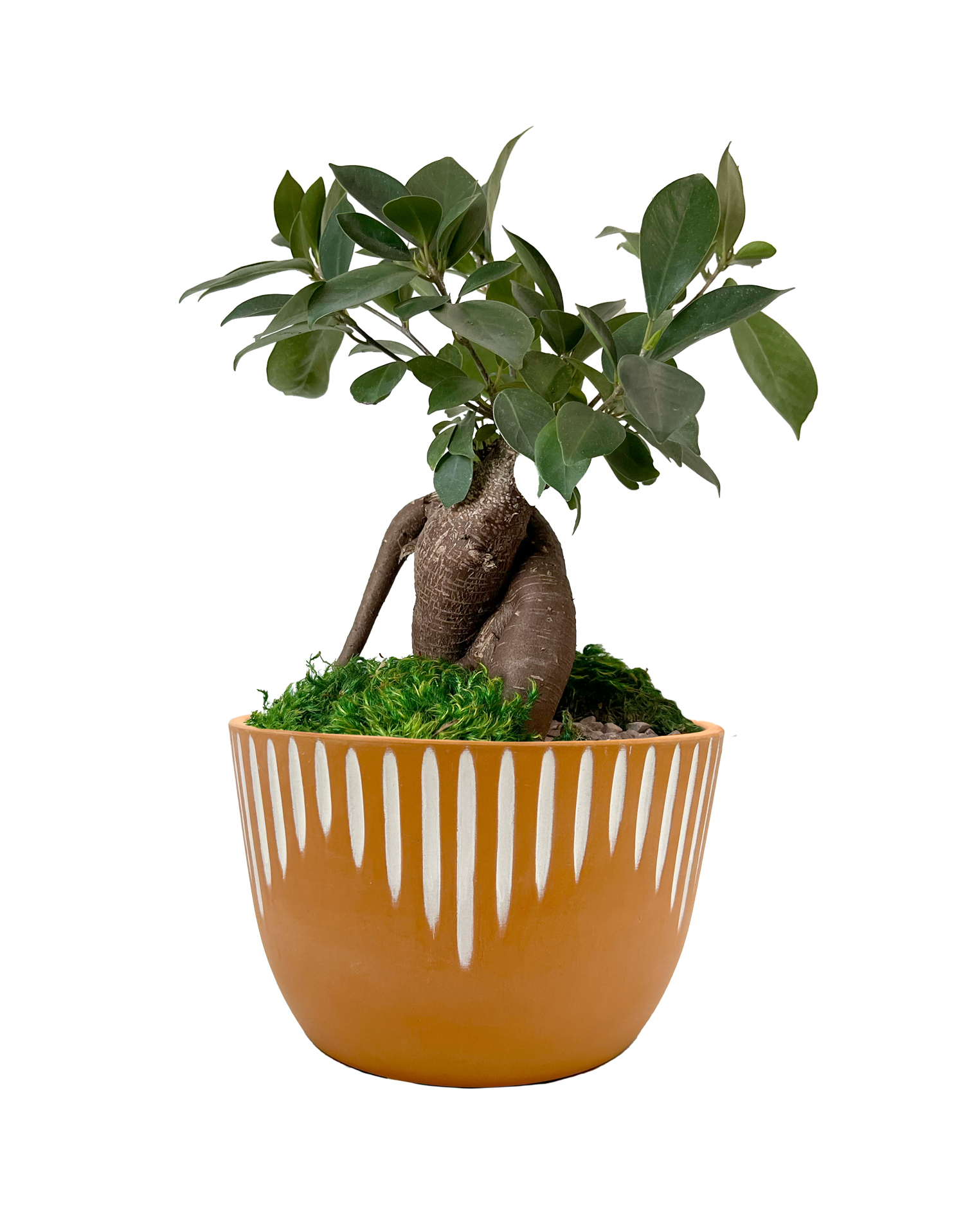 LiveTrends ASB07114 IRO GARDEN House plant in 36 Ounce(s) Pot 1 -Pack