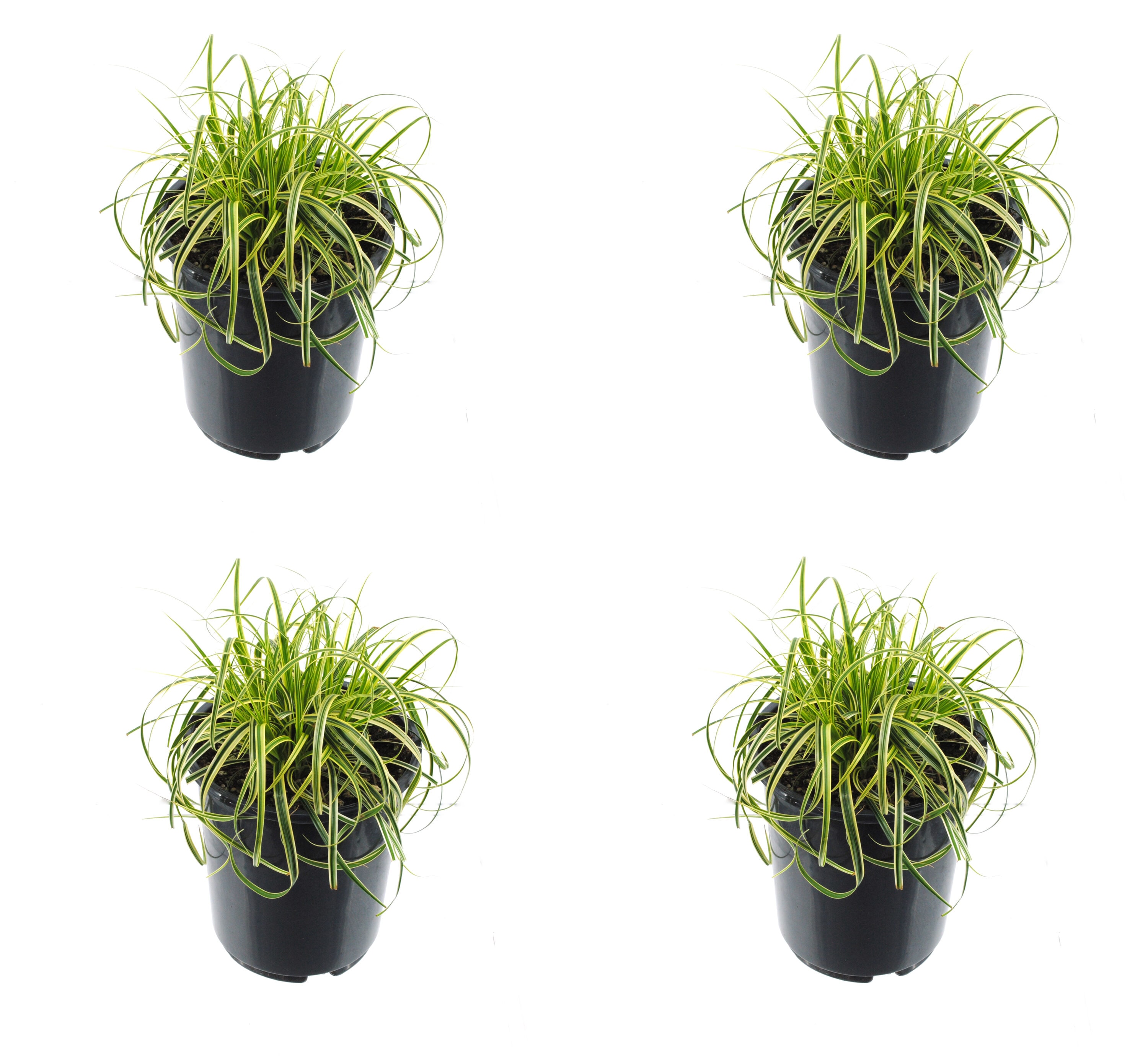  1270 Carex Grass Plant in -Quart Pot 4.0 -Pack