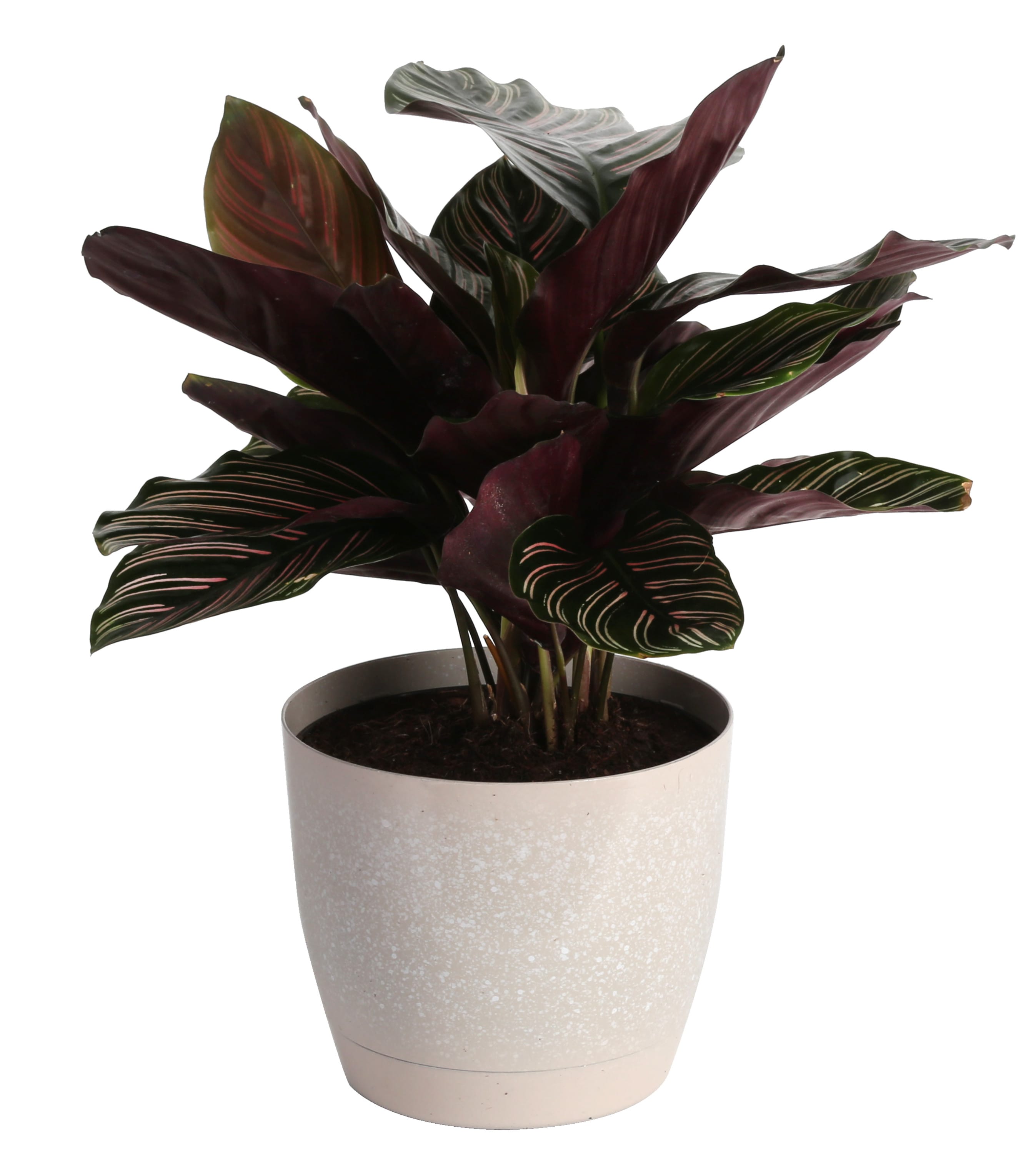 Bekritiseren vacuüm tabak Costa Farms Calathea House Plant in 6-in Pot in the House Plants department  at Lowes.com