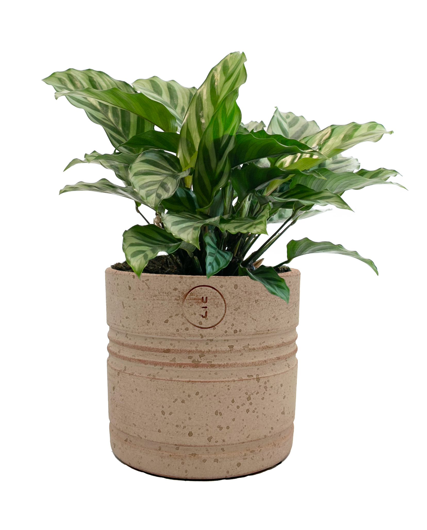 LiveTrends ASB07070 PETITE ASHE House plant in 12 Ounce(s) Pot 1 -Pack