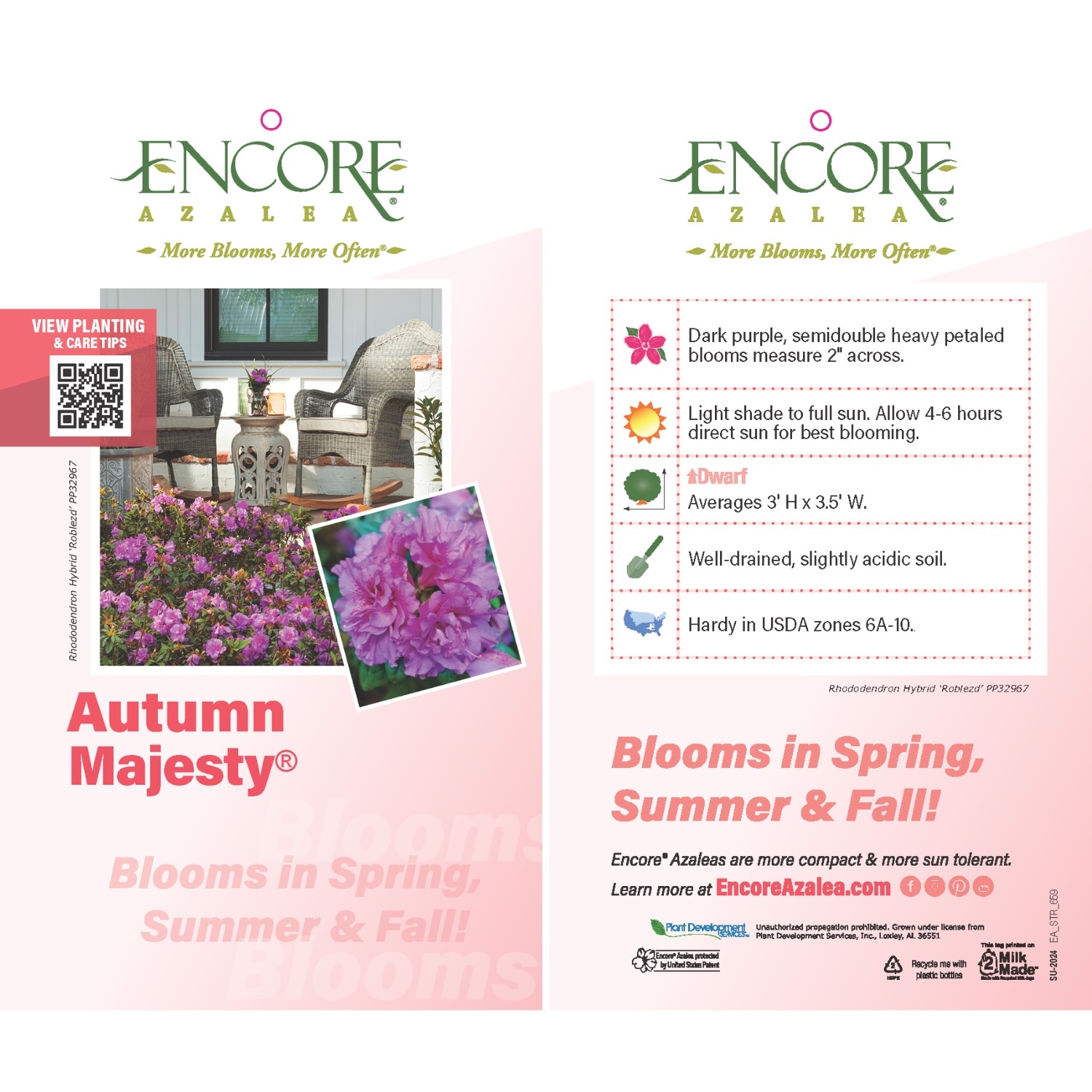 Encore Azalea 80573-1 shrubs - View #3