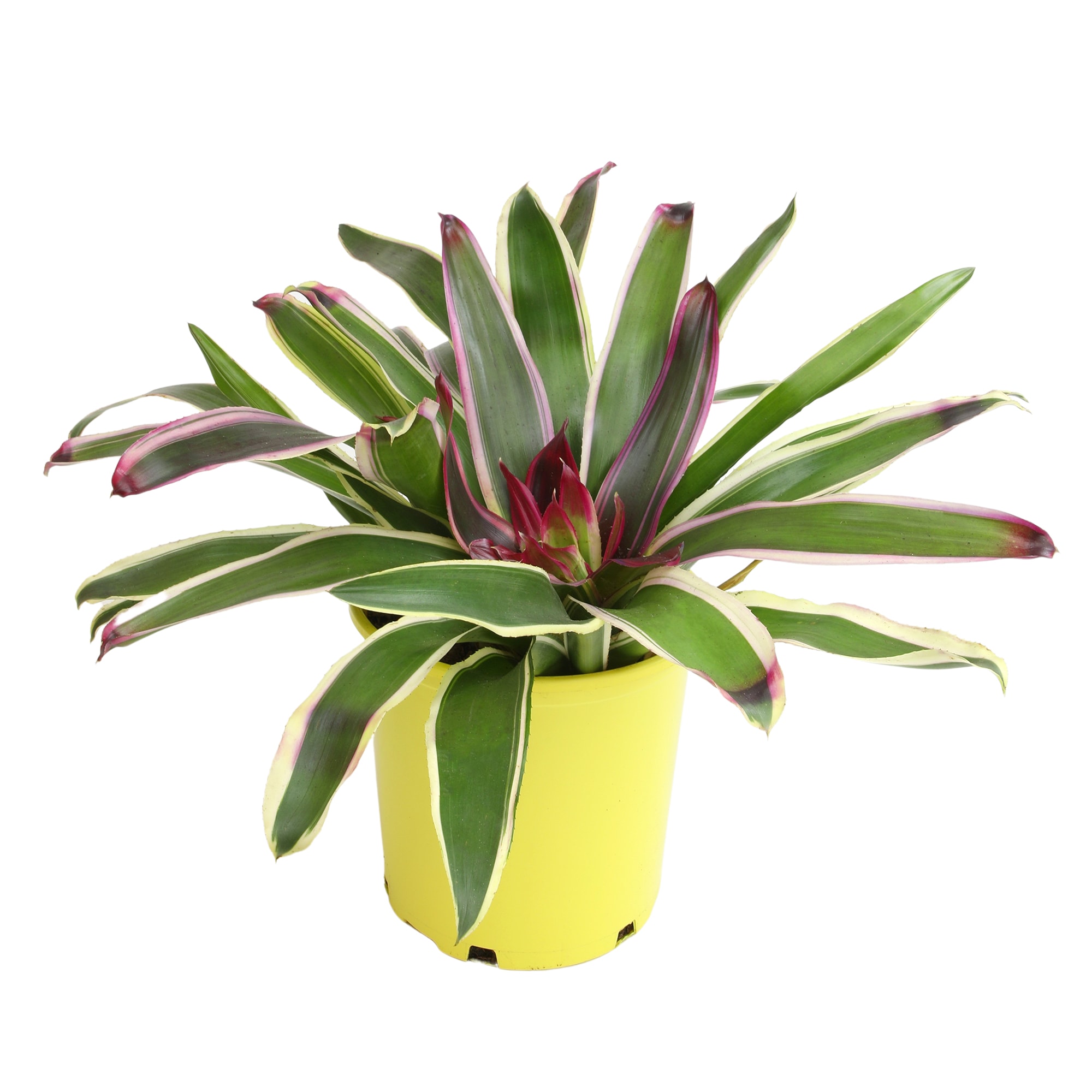 Altman Plants Raphael Bromeliad in 4-Quart Planter in the Tropical ...