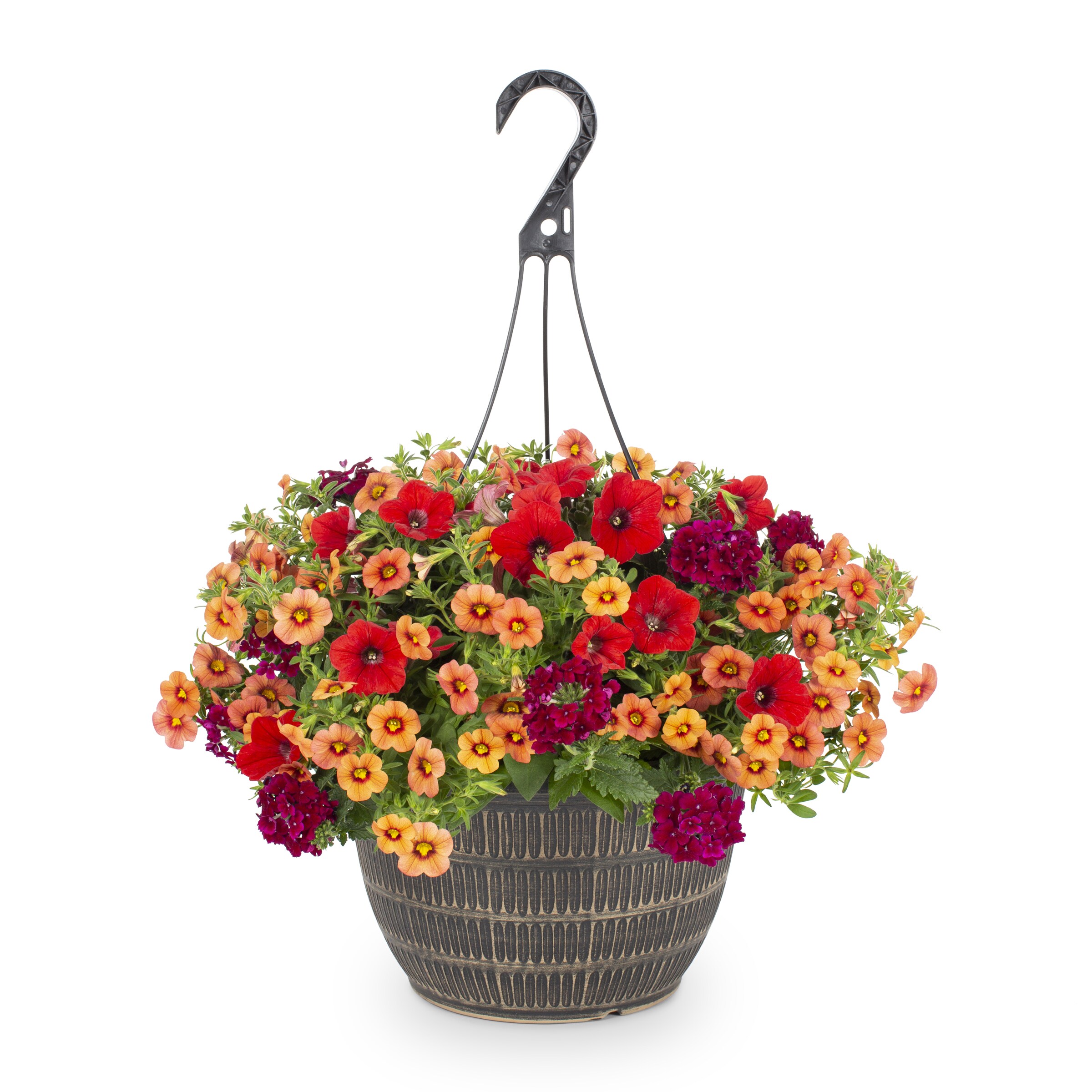 Lowe S Multicolor Mixed Annuals Combinations In 2 Gallon Hanging Basket   48277856 