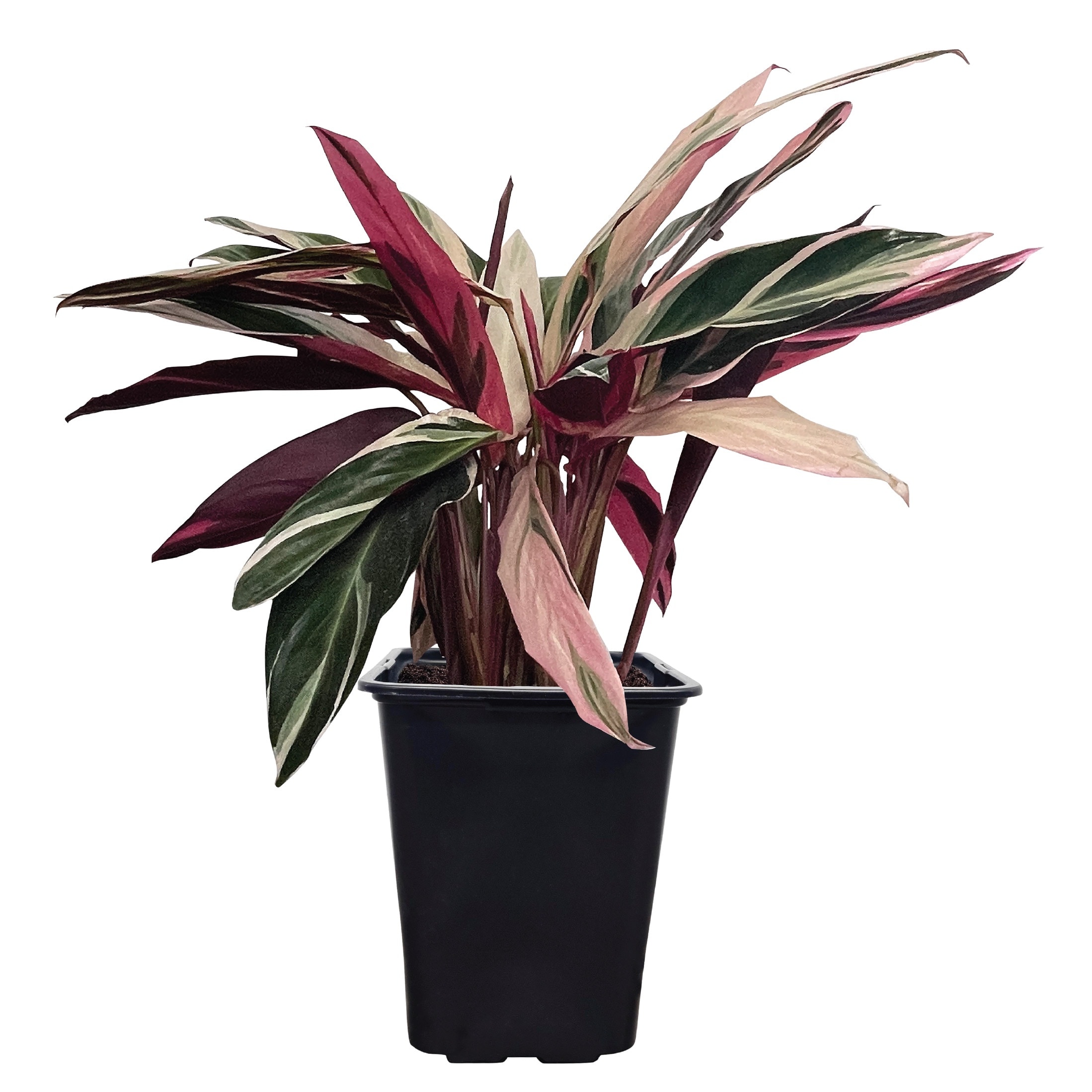 Nature's Way Farms - Triostar Stromanthe Prayer Plant House plant in 2 Quart(s) Pot 1 -Pack