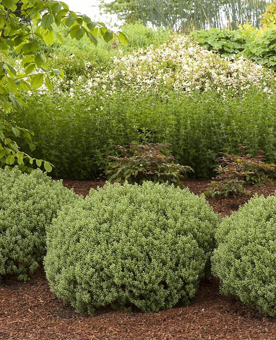 Monrovia 039461 Sutherland Hebe Flowering Shrub in In pot (with soil) with White Blooms
