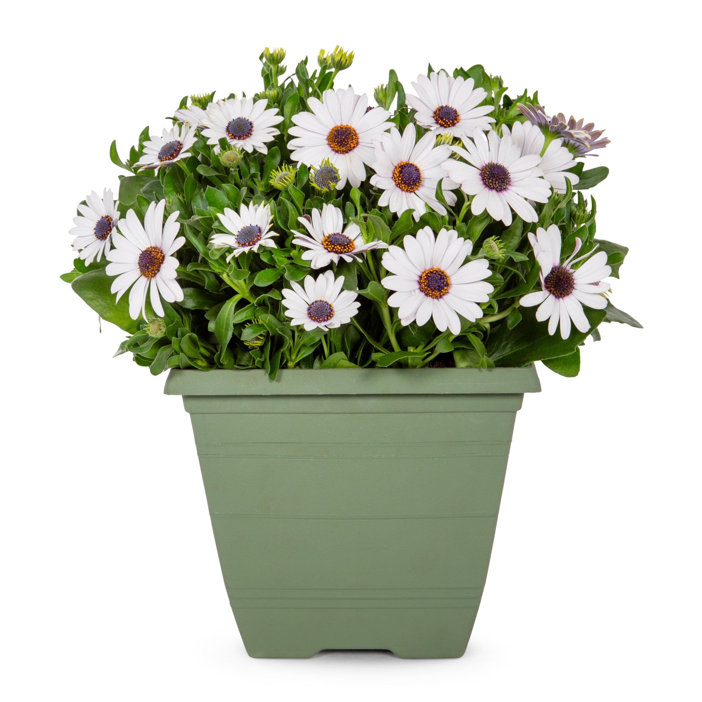 Lowe's NURSERY Multicolor African Daisy in 1 Gallon(s) Planter 5 -Pack