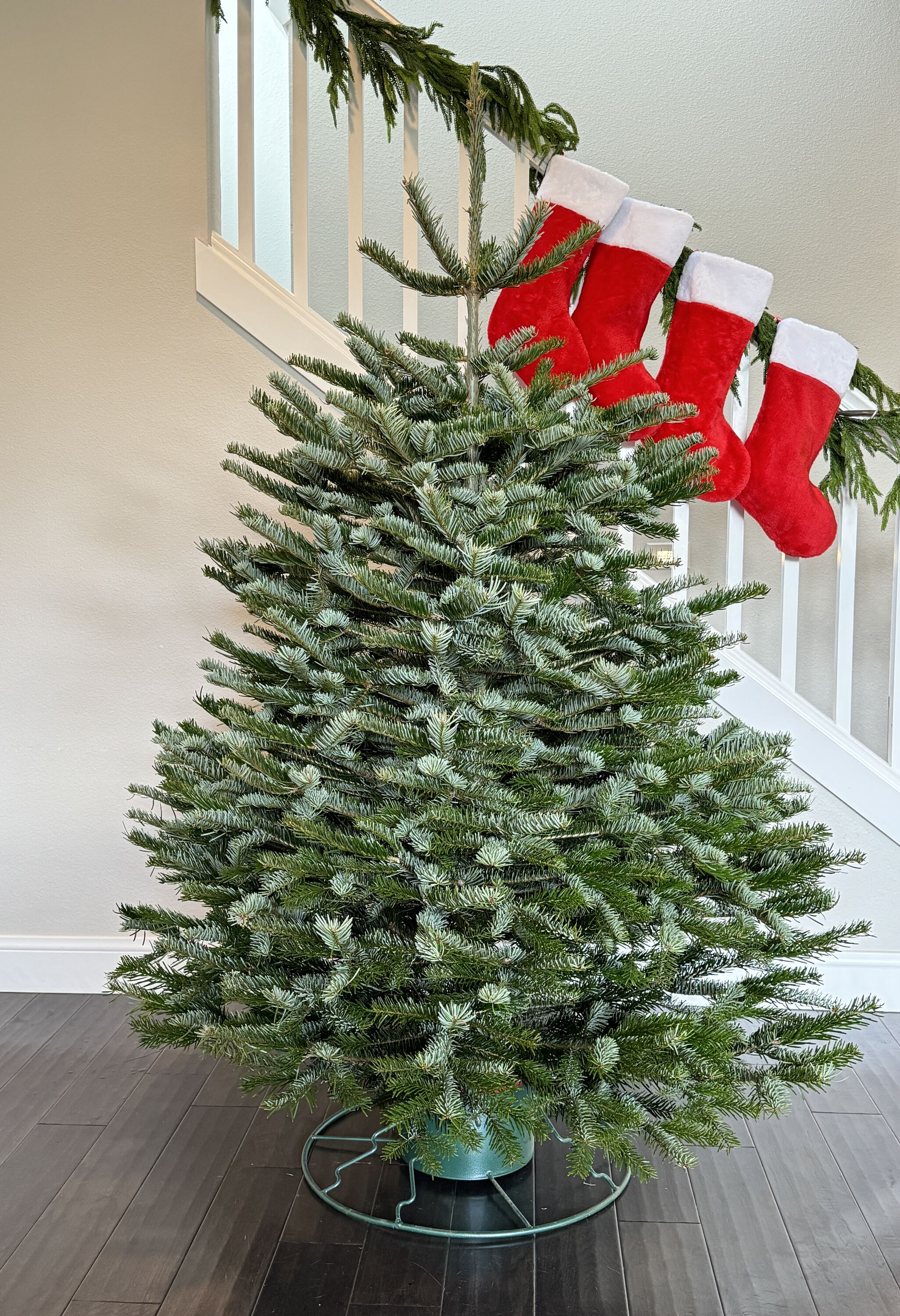  CHMF506 Fresh-Christmas-Trees - View #2