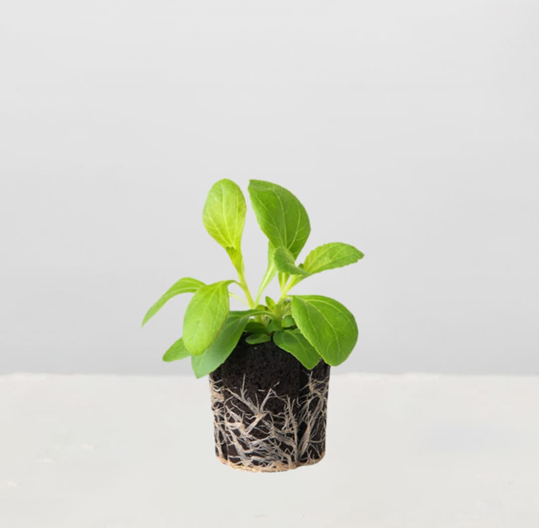 Lettuce Grow SO-SV-12-3463 Vegetable-Plants - View #2