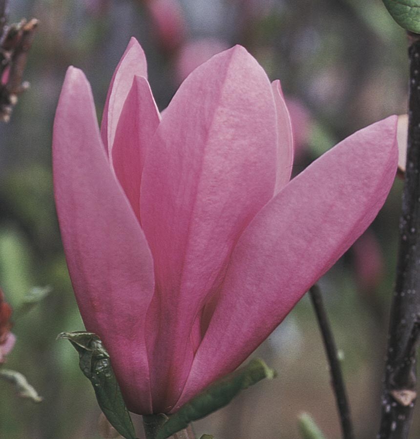 Genie Magnolia Tulip Tree - 7 Gallon Pot (3-4')