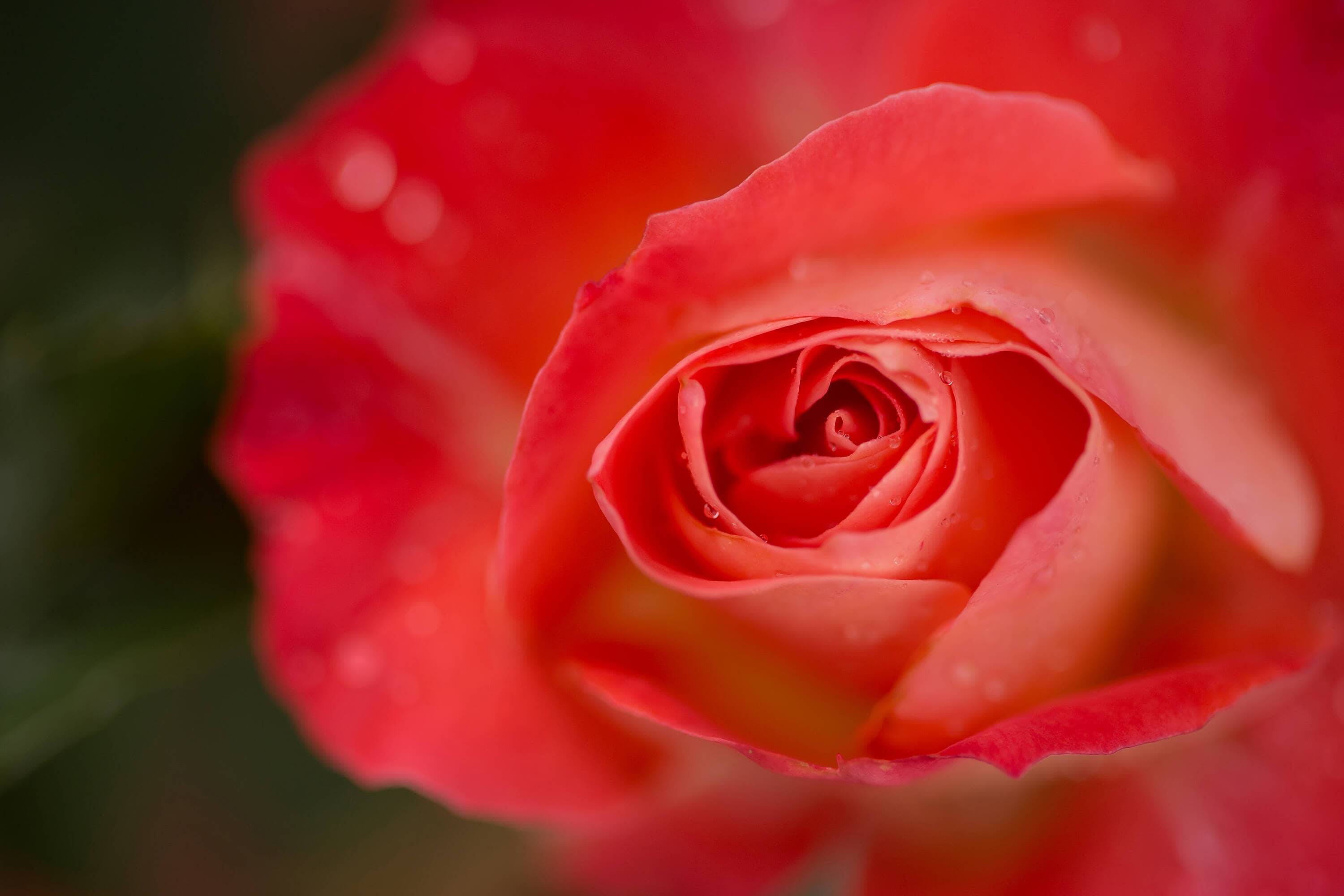 Lowe's NURSERY roses - View #5