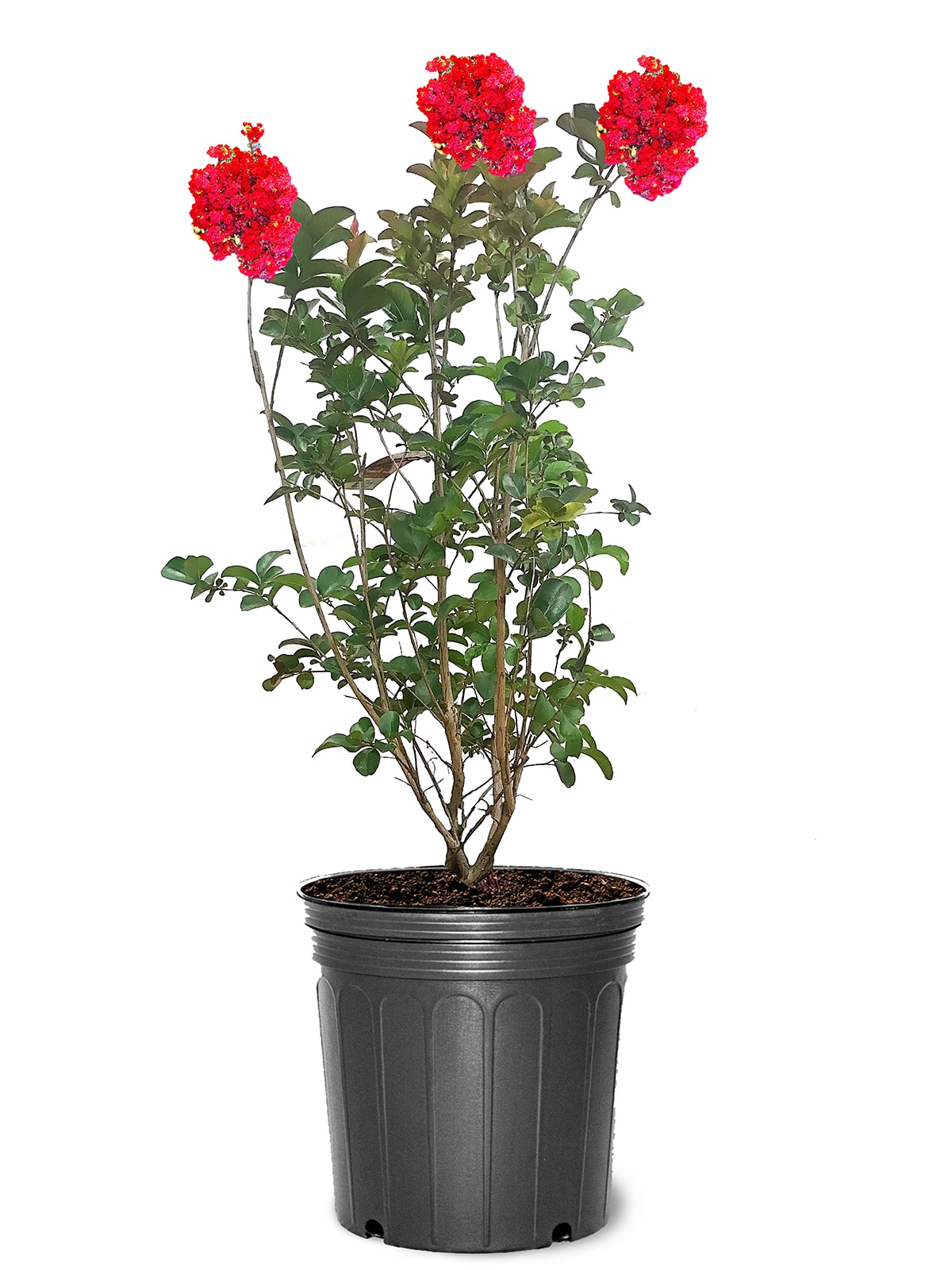 Garden Debut 3-Gallons Red Flowering Scarlet Crape Myrtle In Pot (With ...