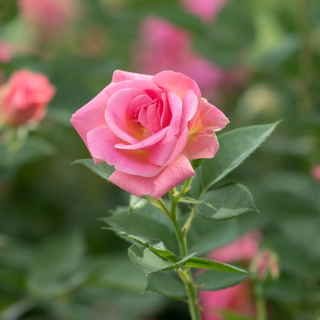 Spring Hill Nurseries 1 Pack in Pot Pink Freedom Shrub Rose in the ...