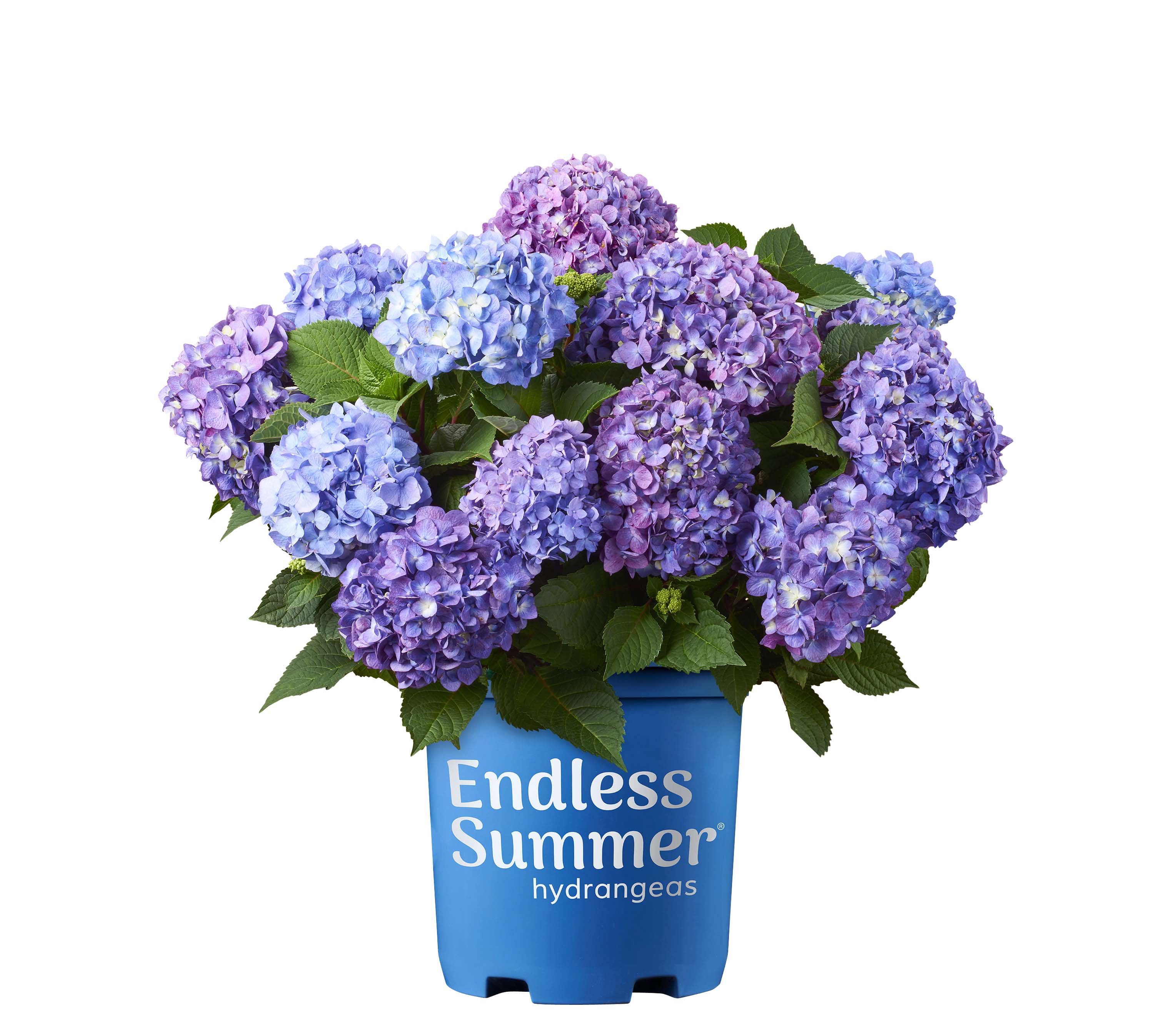 Lowe's 567791 shrubs - View #3