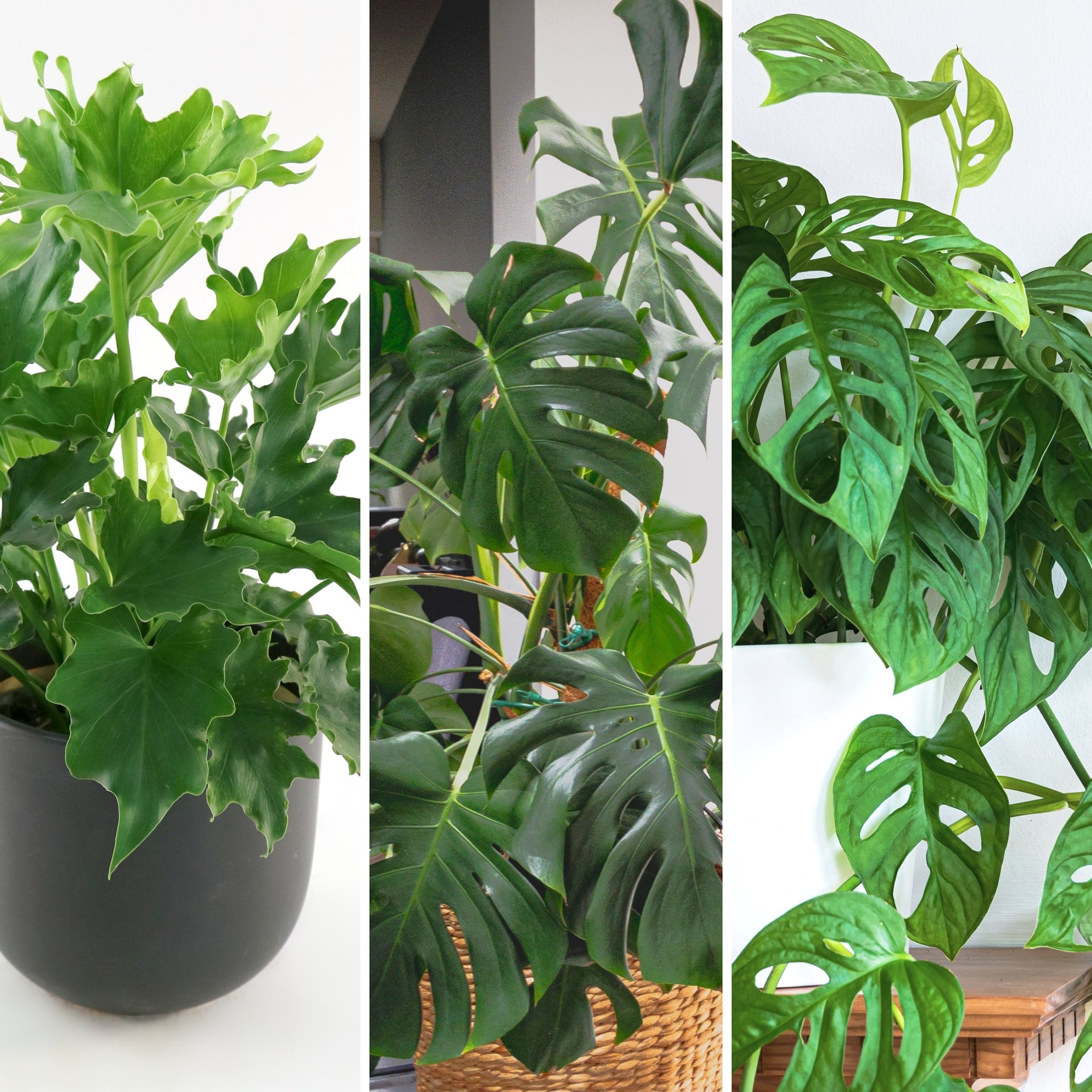 National Plant Network LW2455 SpaceScape Tropical Split Leaf Collection House plant in 6 Inch(es) Pot 3 -Pack