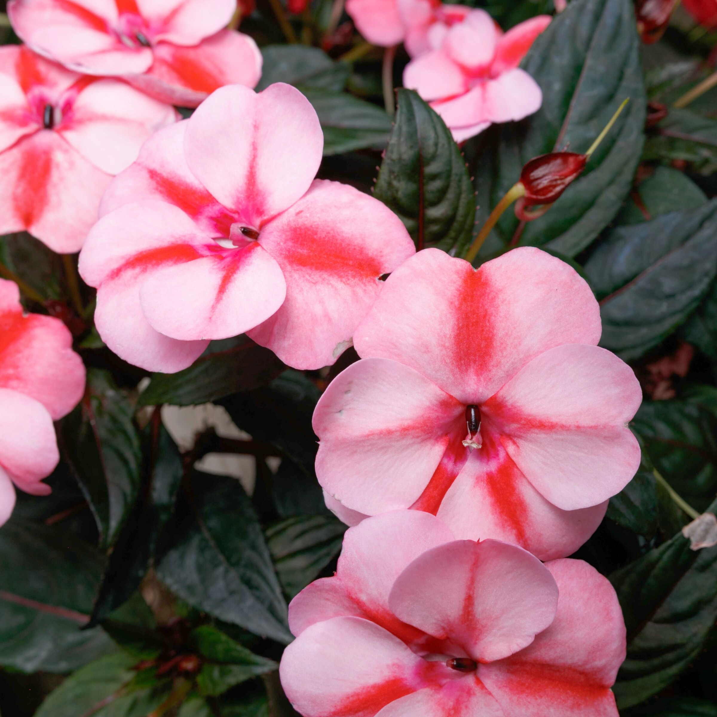 National Plant Network Vigorous Peach Candy Sunpatiens - Coral Blooms ...