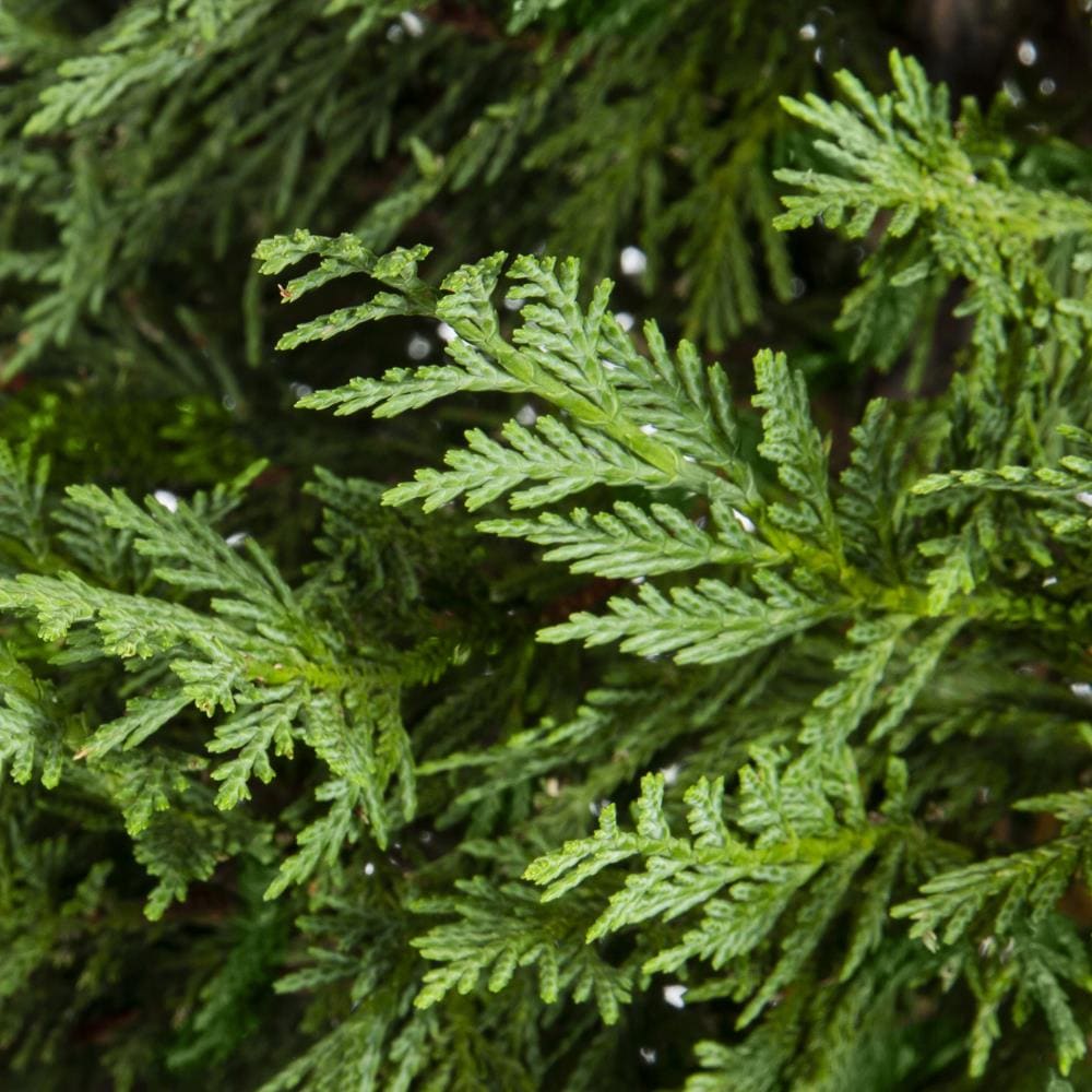 Lowe's Green Giant Arborvitae Screening Shrub (s) Pot at Lowes.com