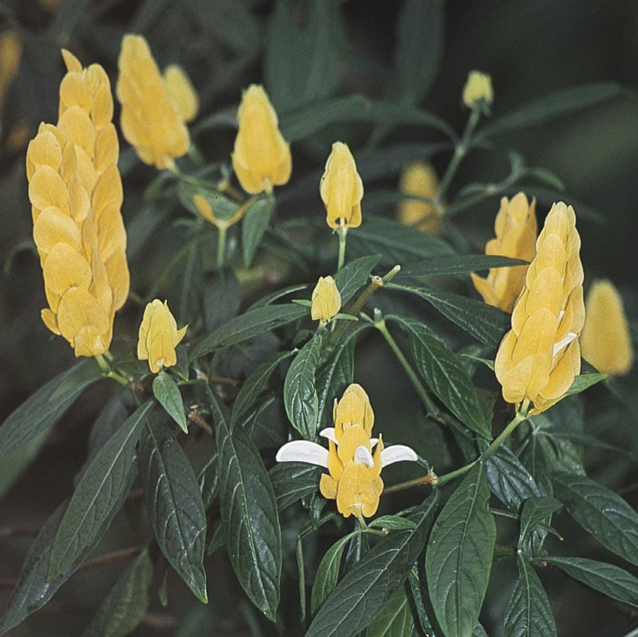 Lowe's NURSERY Yellow Yellow Shrimp Plant Plant in