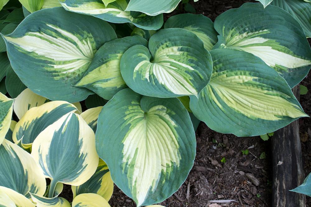 Proven Winners NURSERY Green Hosta Flowering Shrub in 1-Gallon Pot