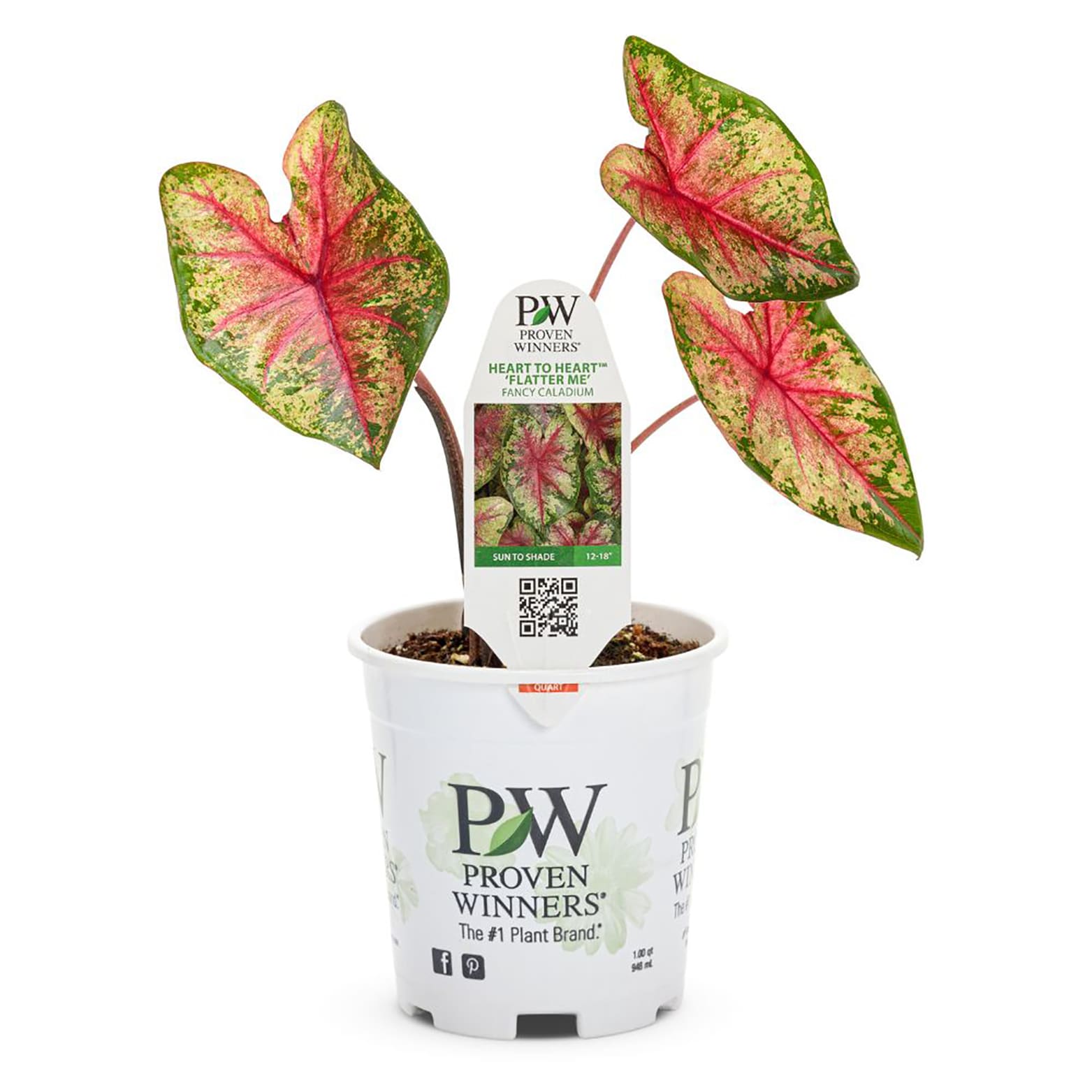 Proven Winners CLDPRW1217800 annuals - View #2