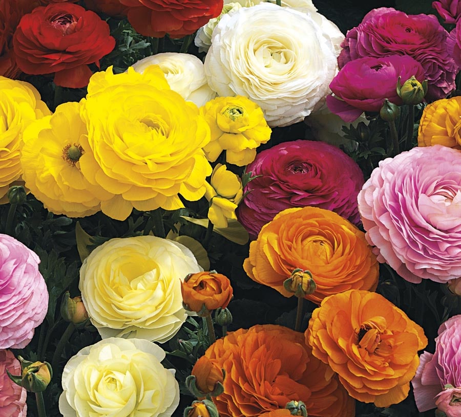 Persian Buttercup Plants, Bulbs & Seeds at Lowes.com