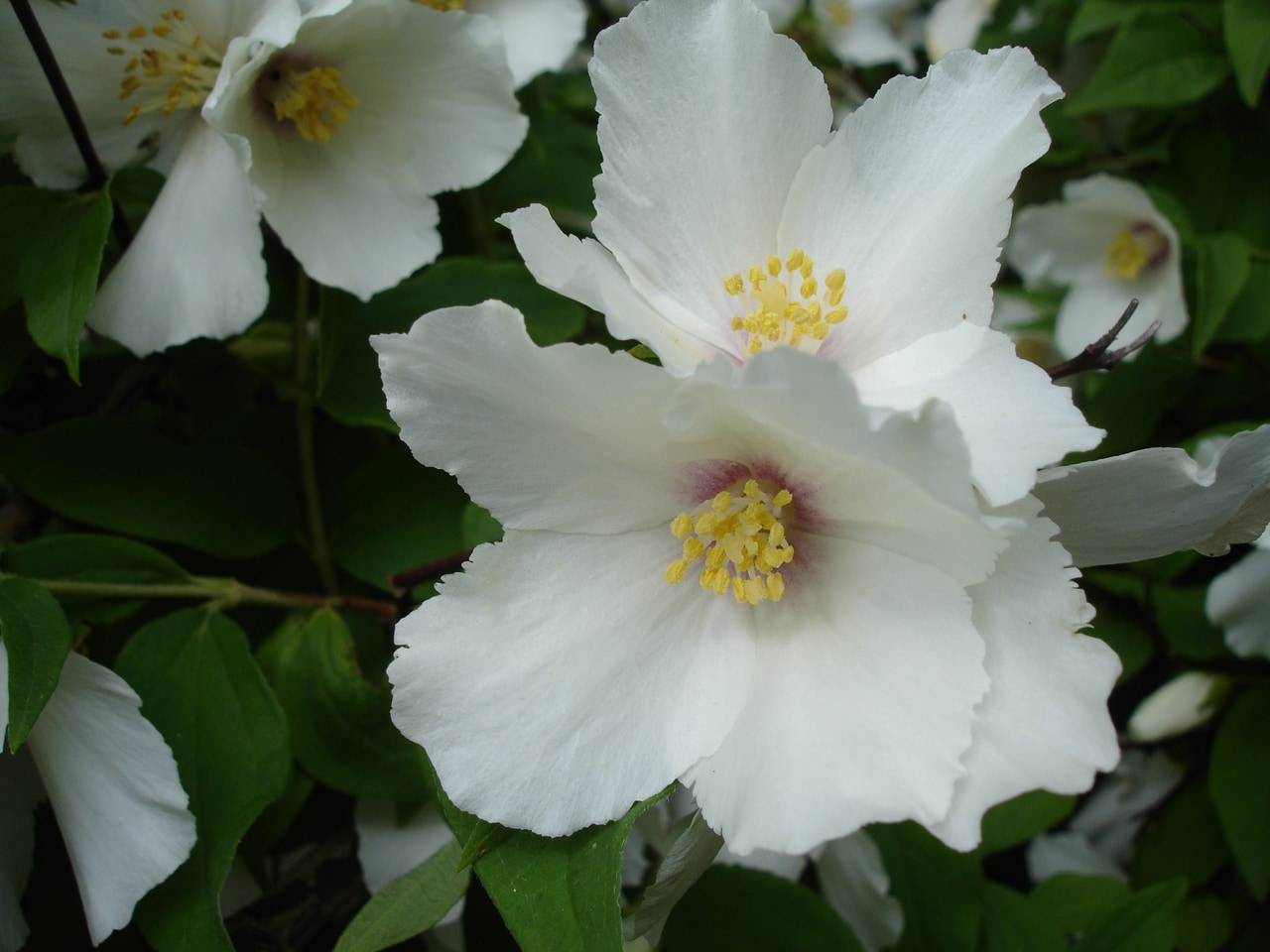 First Editions O99662F shrubs - View #3