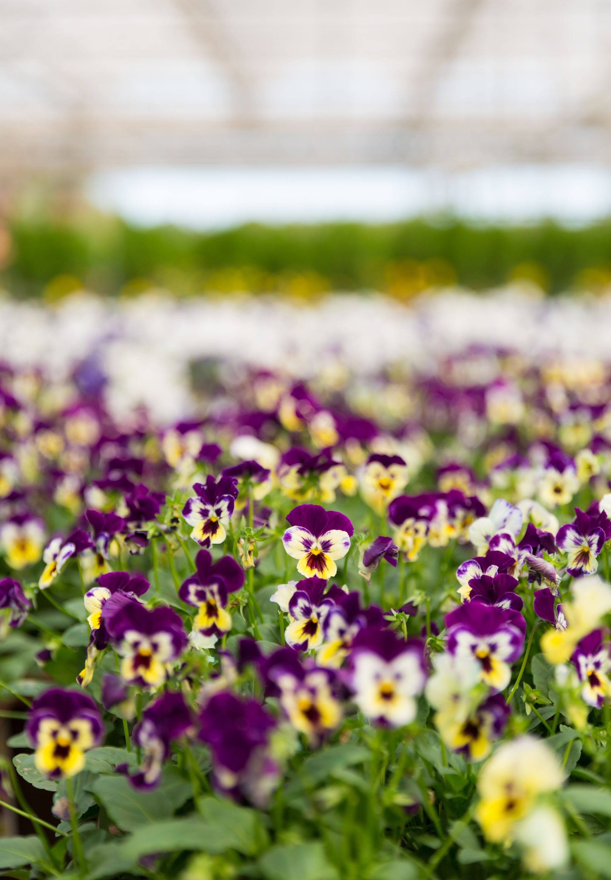 Metrolina Greenhouses 4349 annuals - View #3