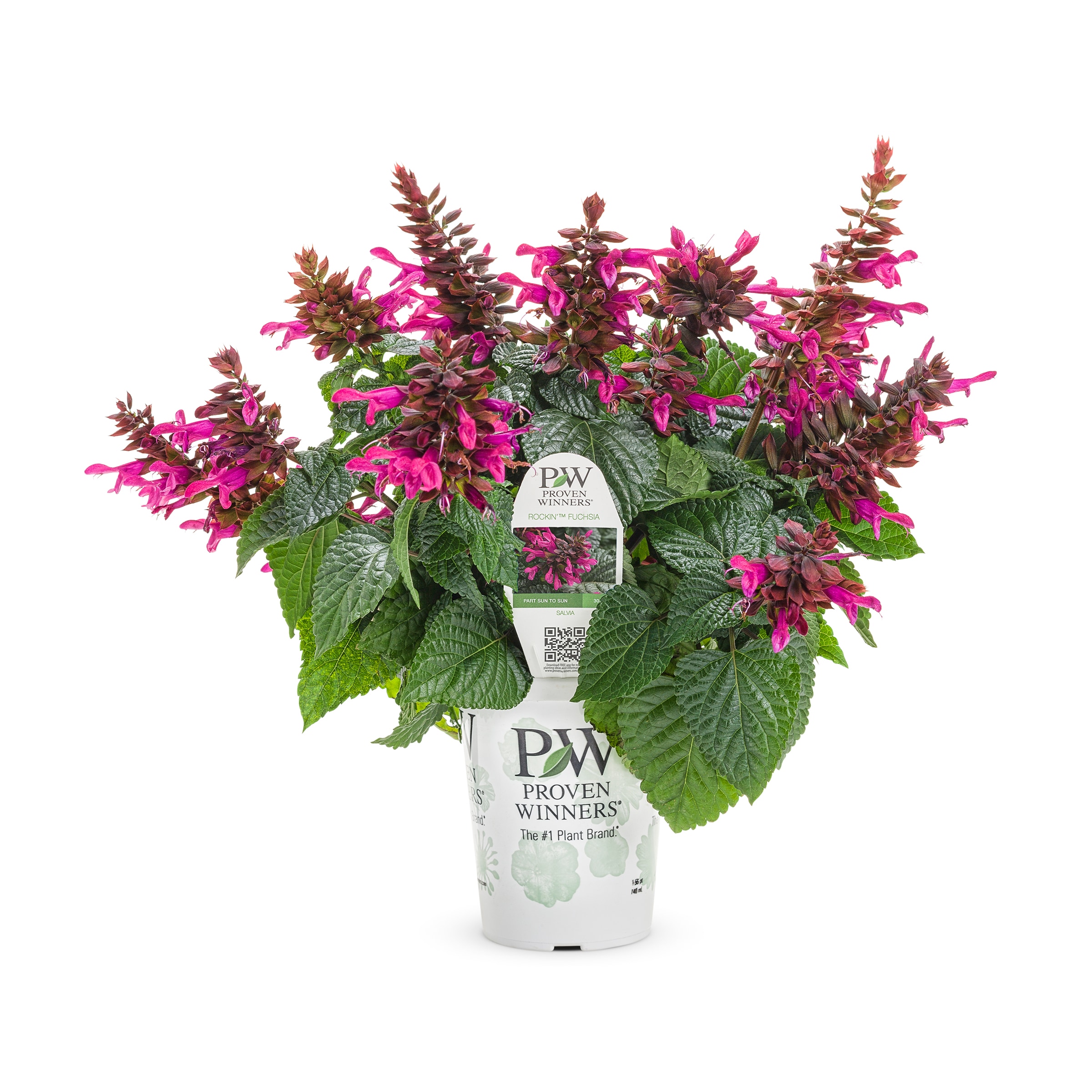 Lowe's NURSERY Multicolor Salvia in 2.5-Quart Pot
