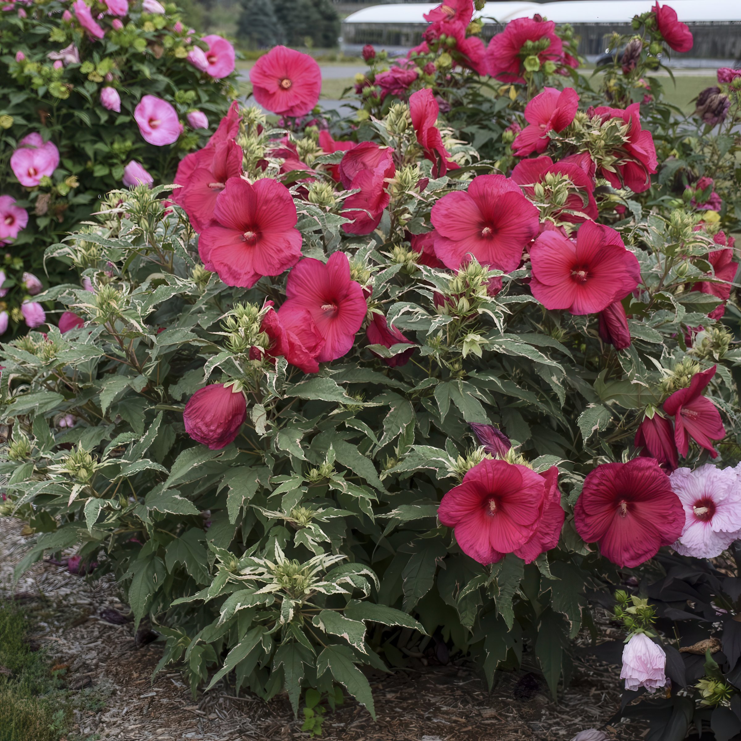 National Plant Network LW1993 perennials - View #2