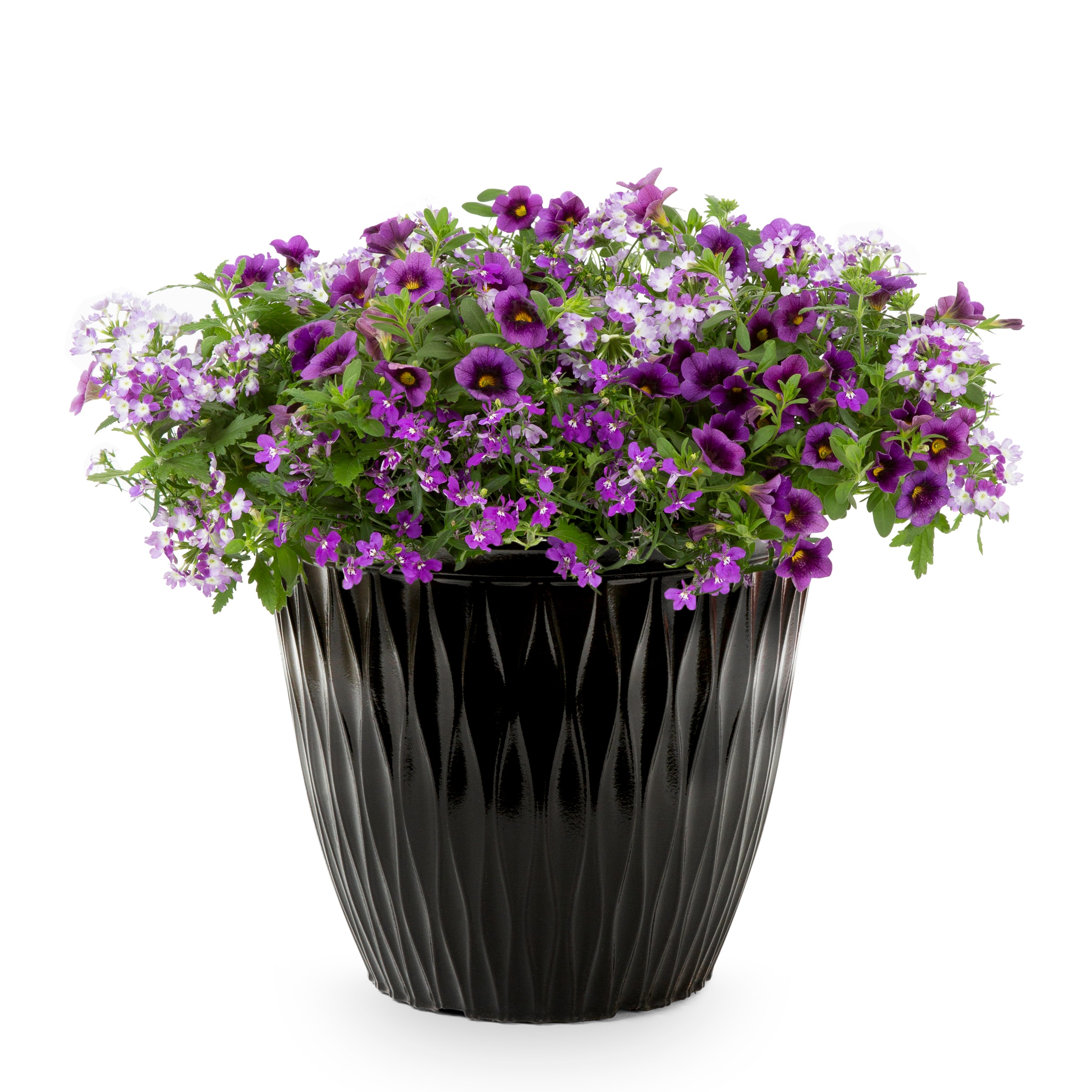 Proven Winners NURSERY Multicolor Sparkle and Glow in 3-Gallon Planter