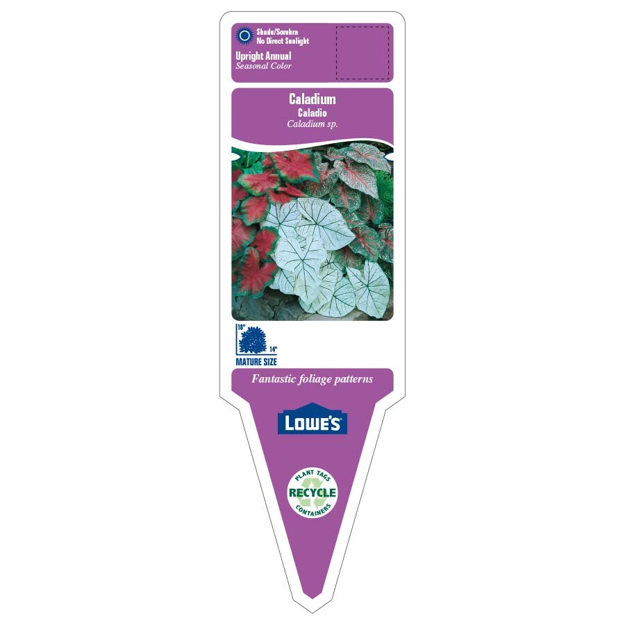 Lowe's 401192 annuals - View #2