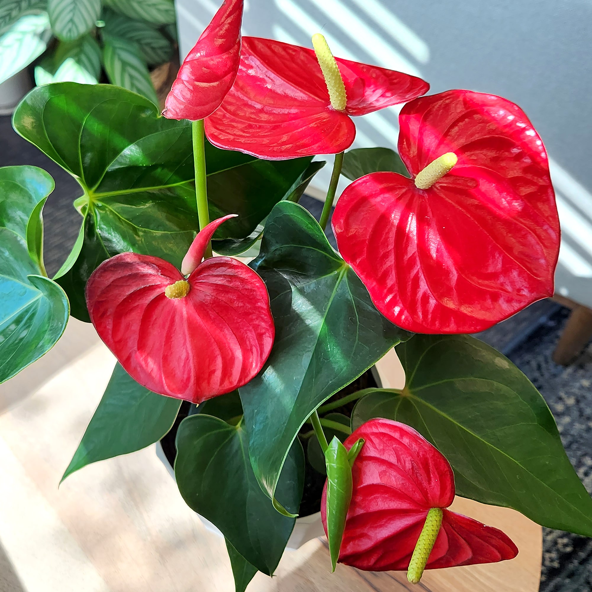Altman Plants 0881524 hseplants - View #9