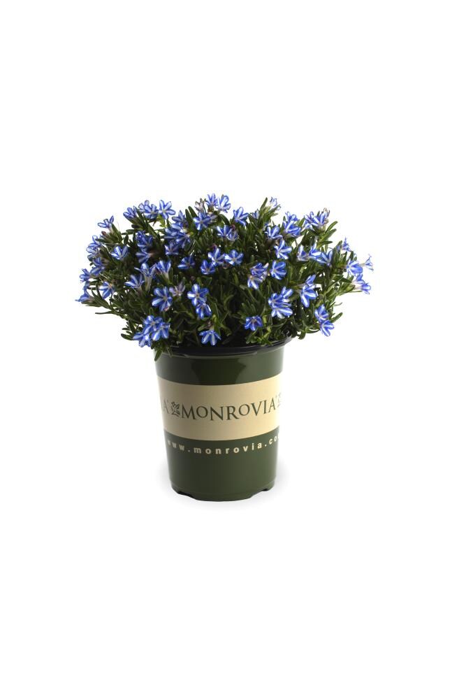 Monrovia NURSERY Multicolor Lithodora Plant in 1.0 -Quart Pot 1 -Pack