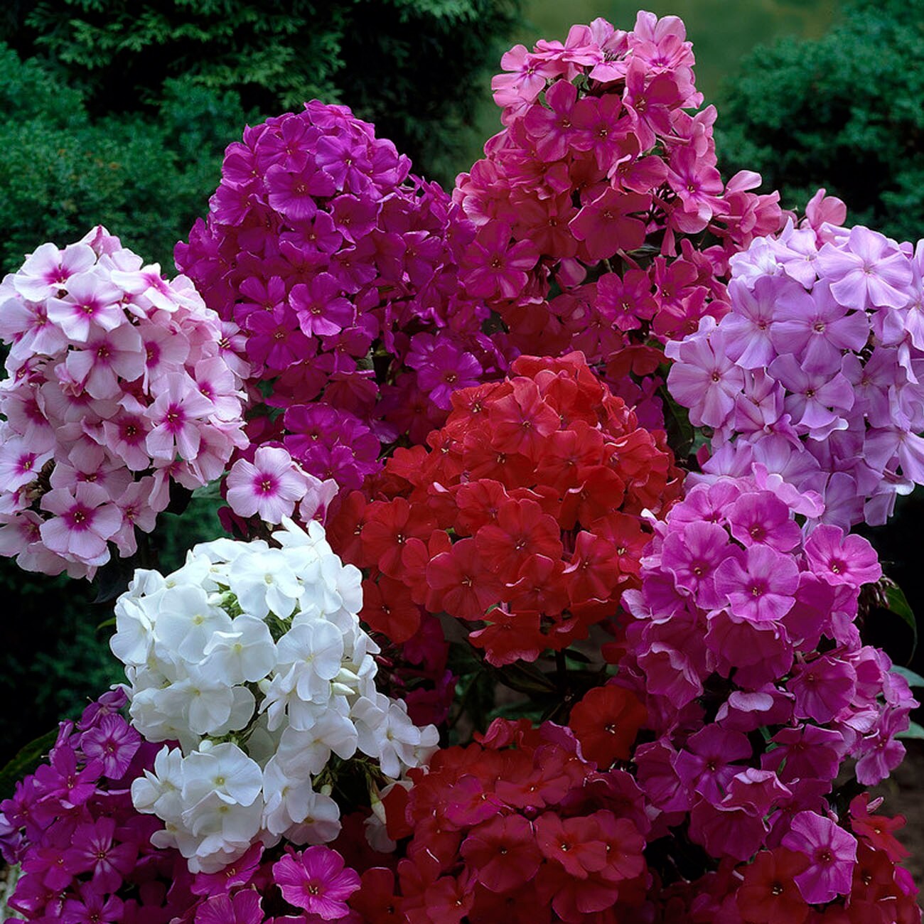 Van Zyverden Multicolor Phlox Bulbs 3-Count 83855 at Lowes.com